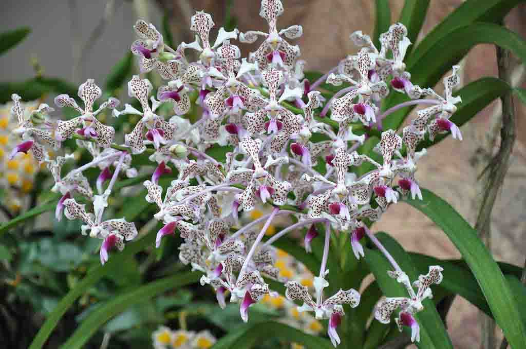 se caracterizan por su crecimiento epifito y sus racimos florales.