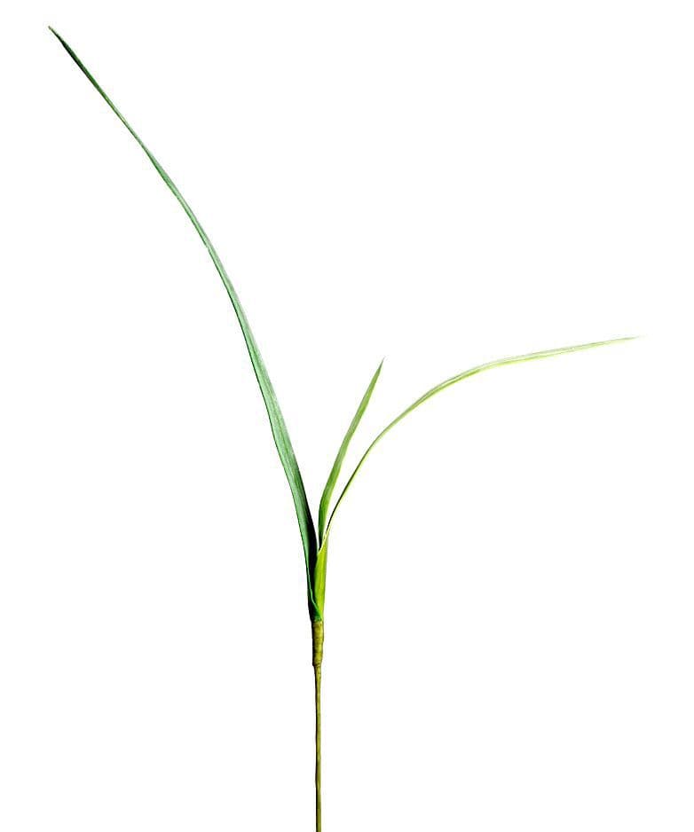 Vara Hojas Orquídeas