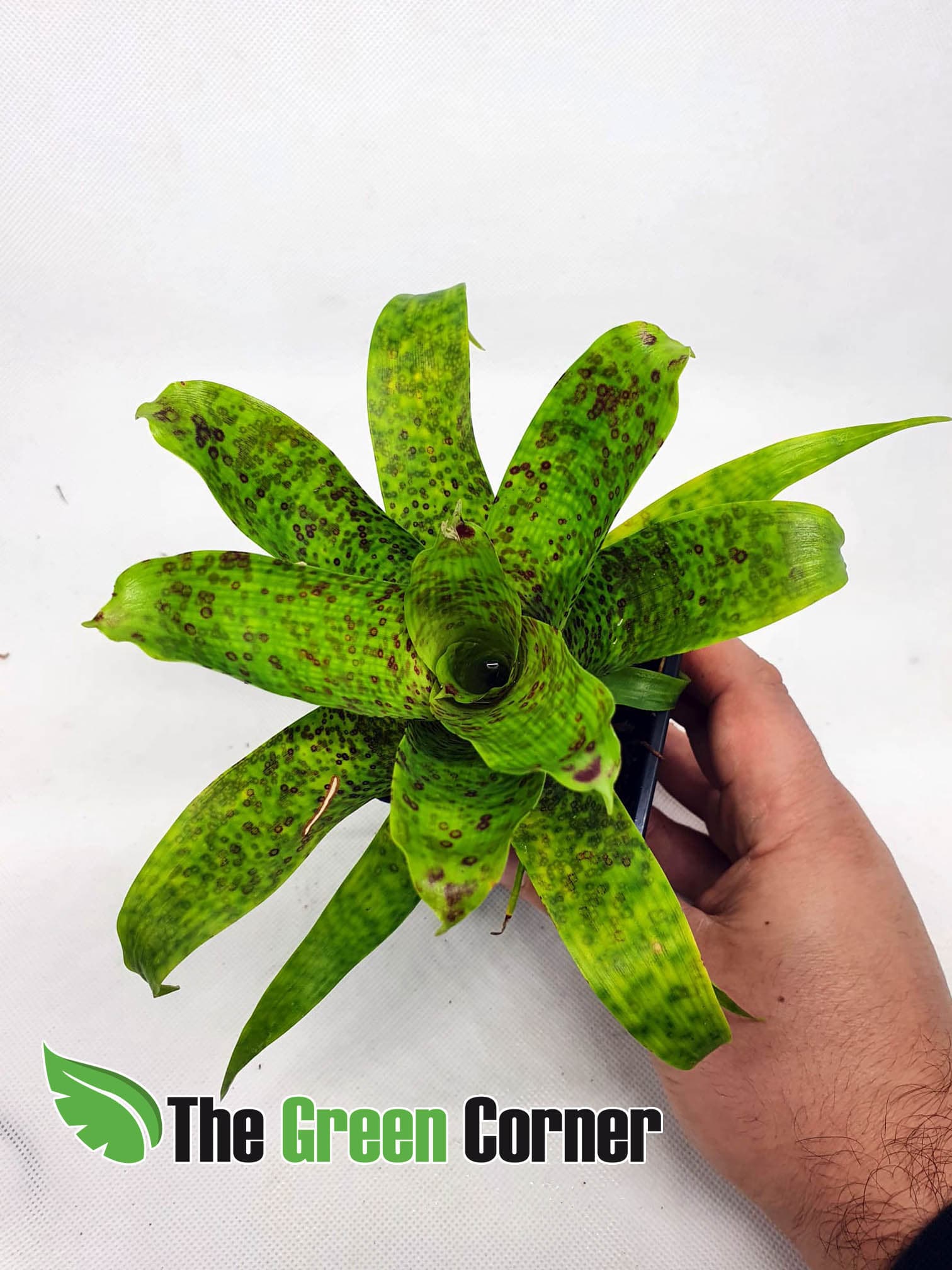 Vriesea fenestralis Mini: De todas las bromelias