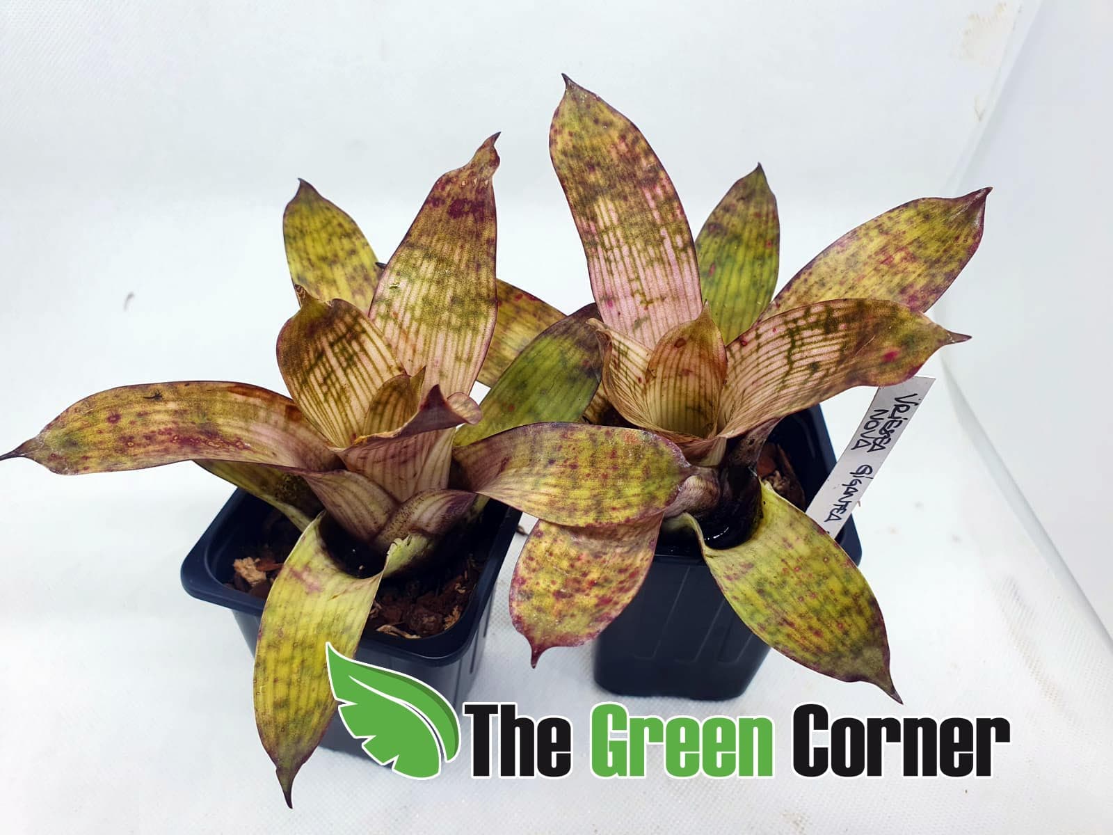 Vriesea gigantea nova mini: Una bromelia de impresionantes colores y de muy fácil cultivo. Ideal para terrarios y pequeños ecosistemas
