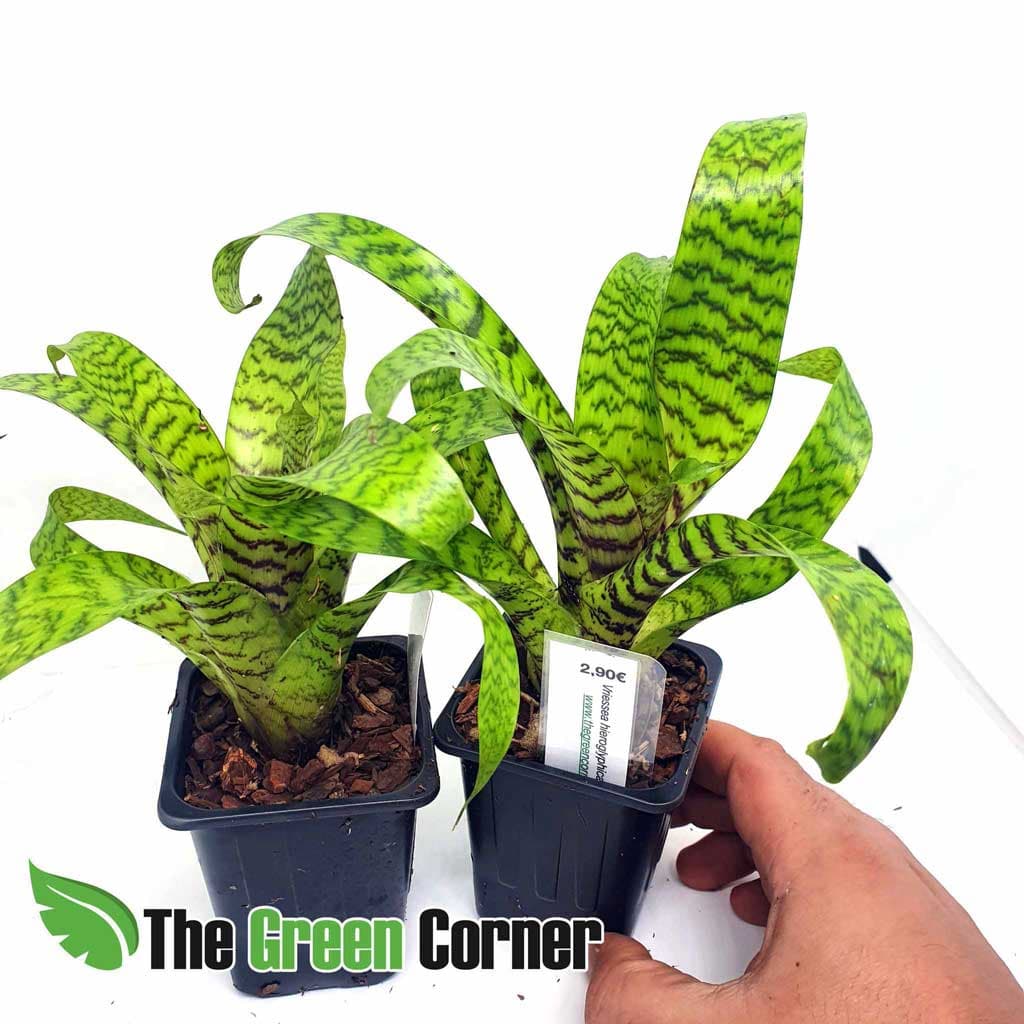 Vriesea Hyroglyphica: Esta planta para terrario necesita sombra a media sombraAgua en el centro un par de veces a la semana.