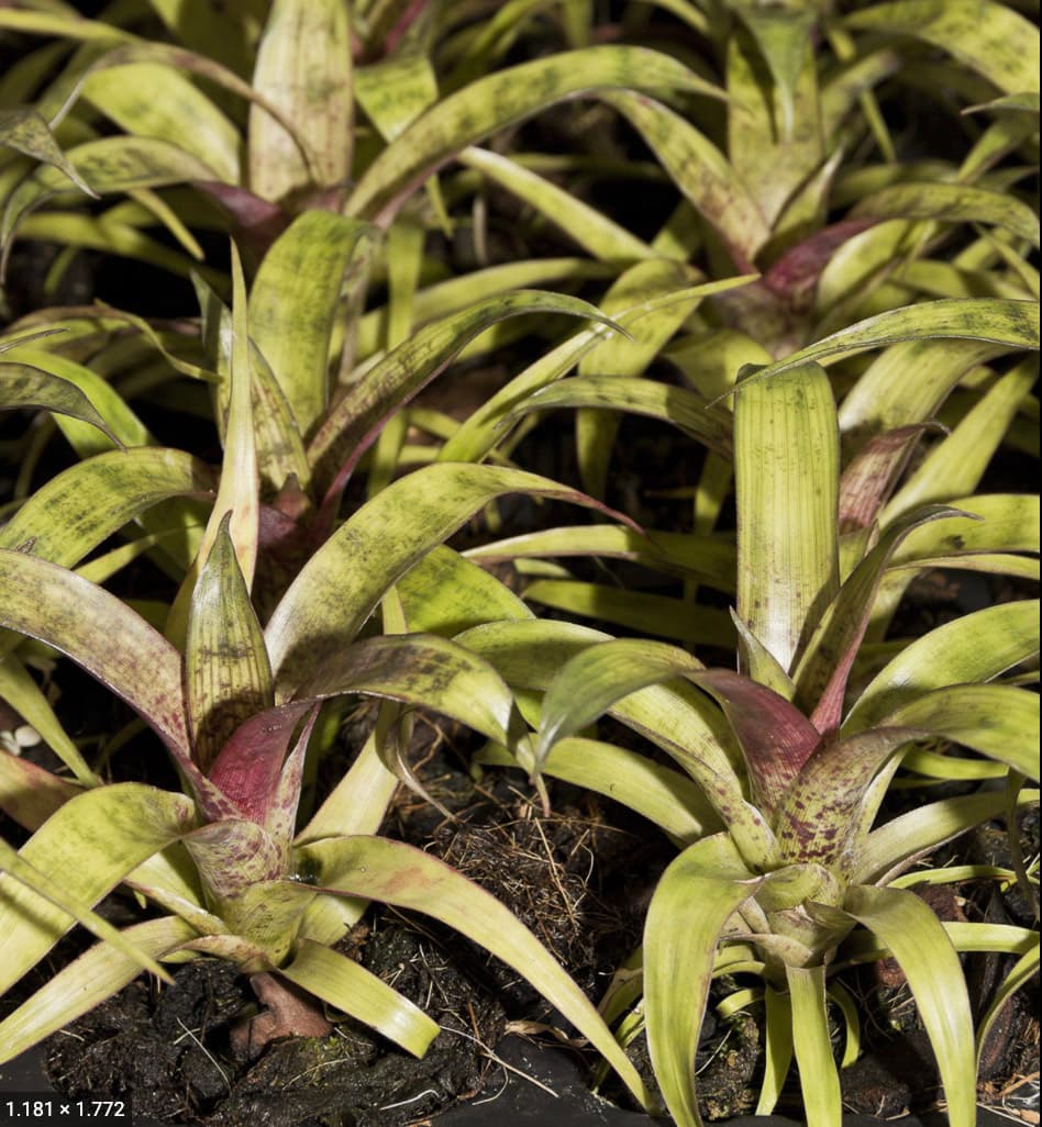 Vriesea Hyroglyphica 2
