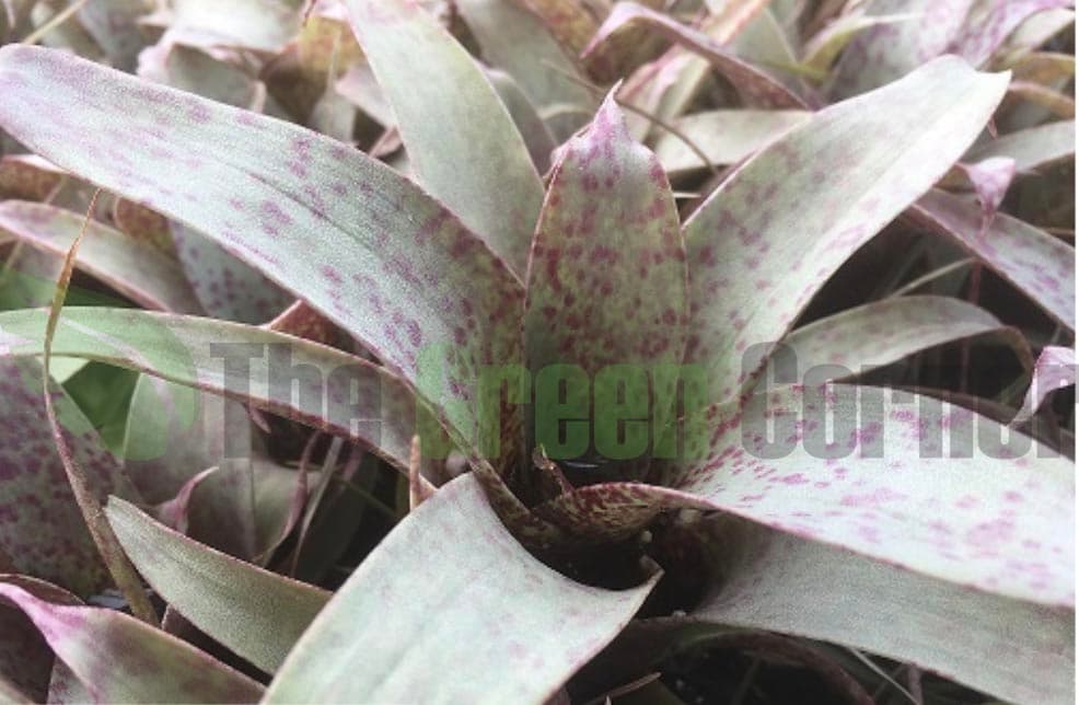Vriesea saundersii mini 2