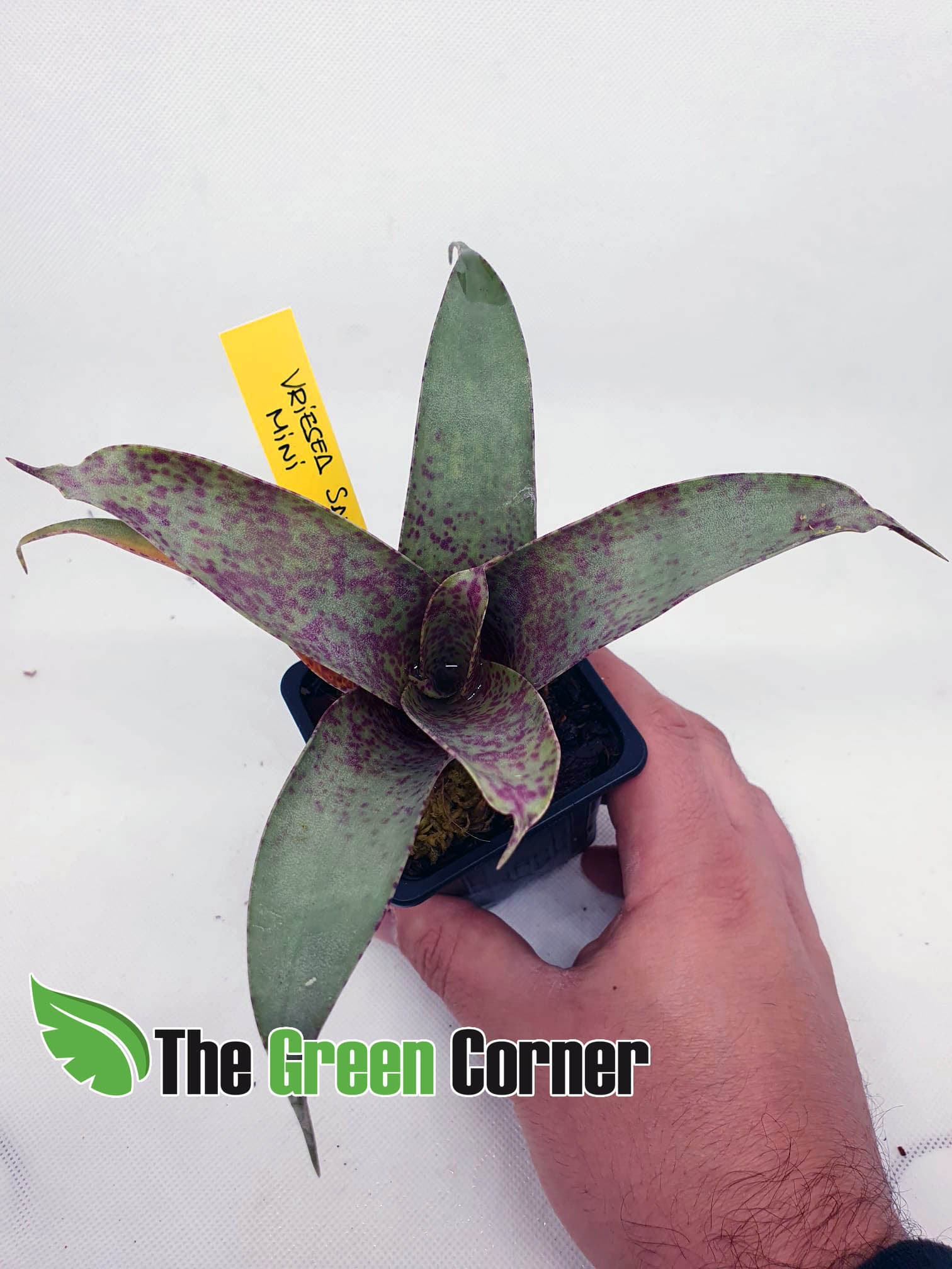 La Vriesea saundersii mini es una elegante bromelia y planta de interior originaria de Venezuela que vive inmersa en los bosques tropicales.