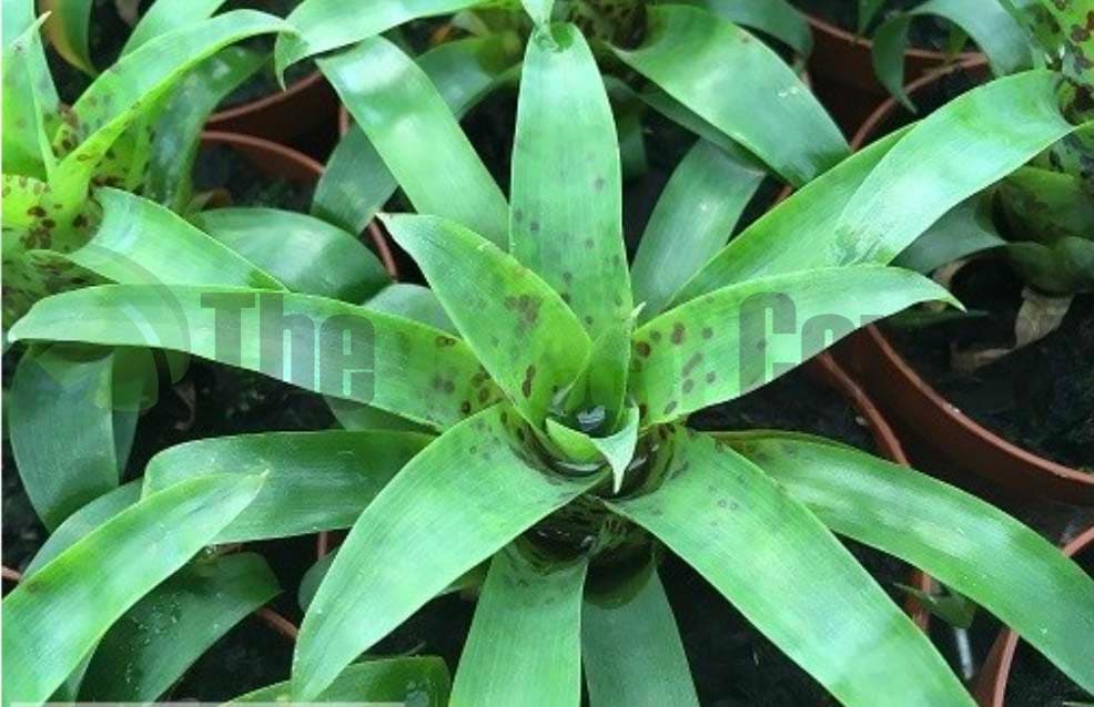 Vriesea racinae 2