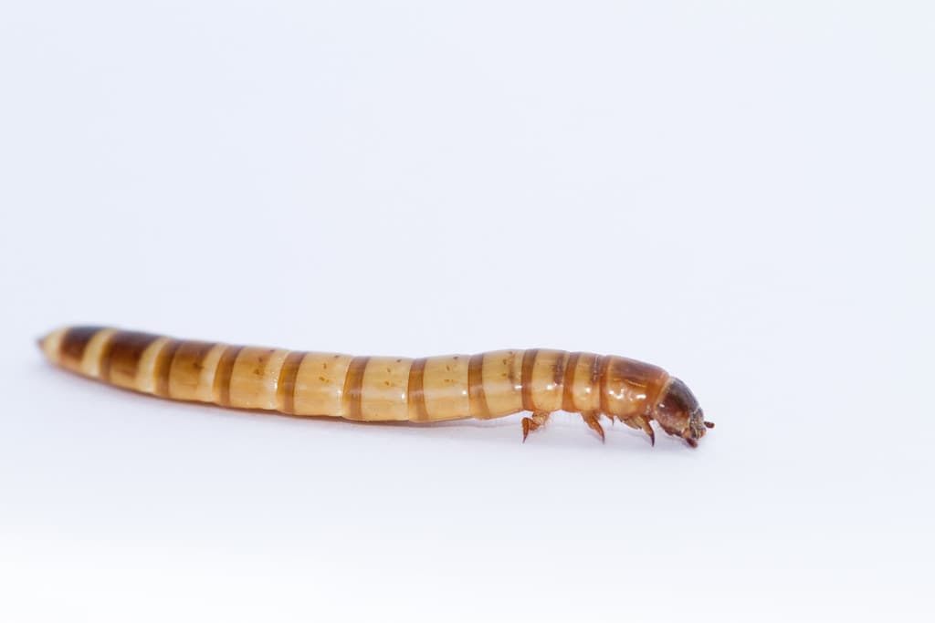 Zophoba morio. Alimento vivo rico en grasas para todas nuestras mascotas insectivoras. Un gusano de buen tamaño para anfitriones grandes.