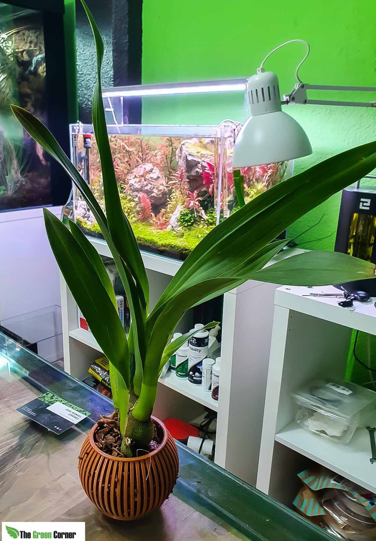 Maceta para orquídeas color marrón-7cm de Diámetro 4