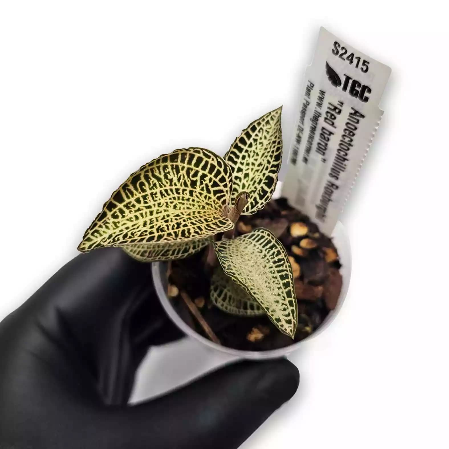 Anoectochilus-roxburhi-red-baron