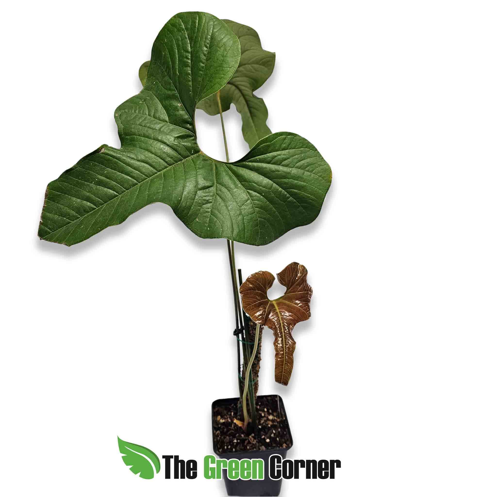 Anthurium-condor-50
