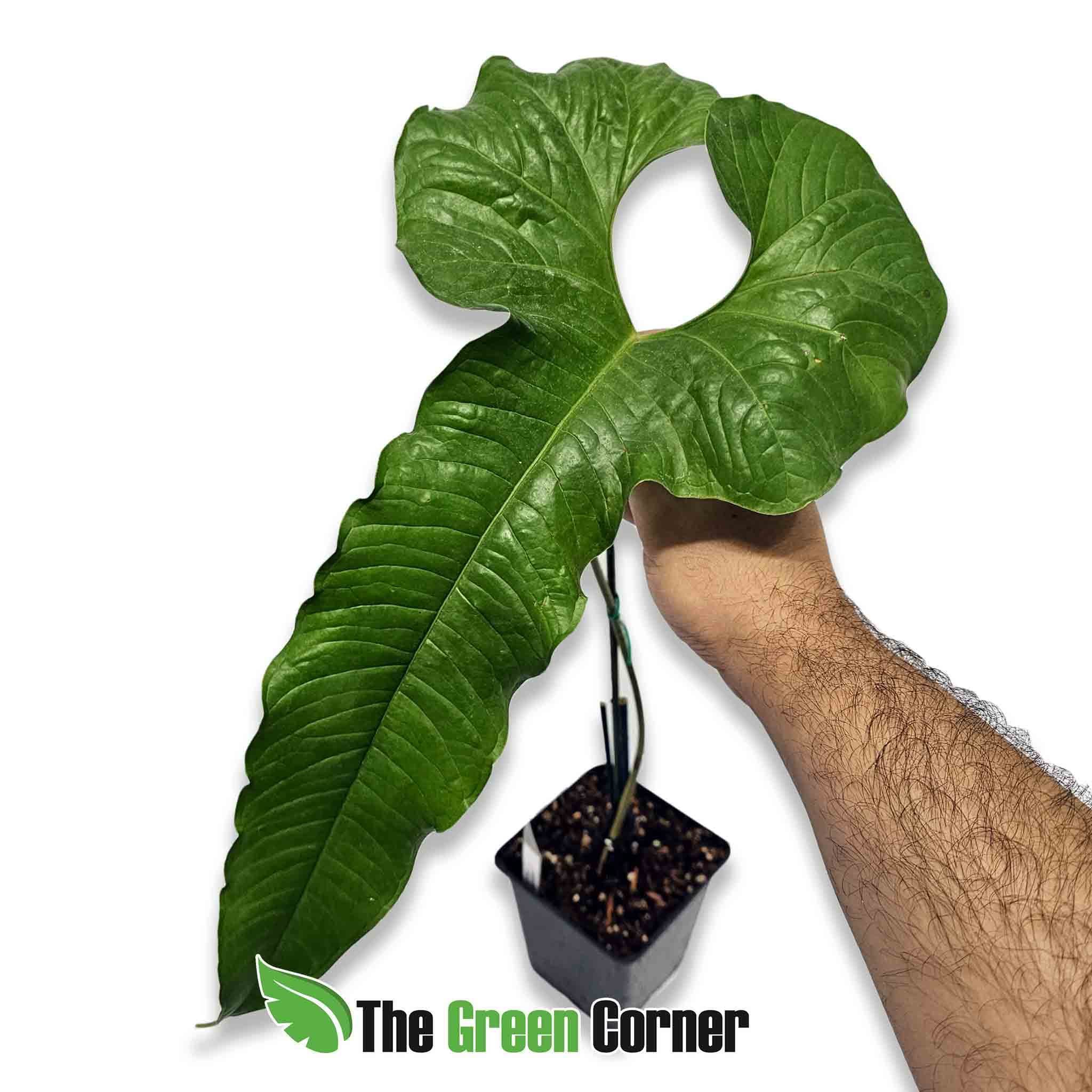 Anthurium-condor