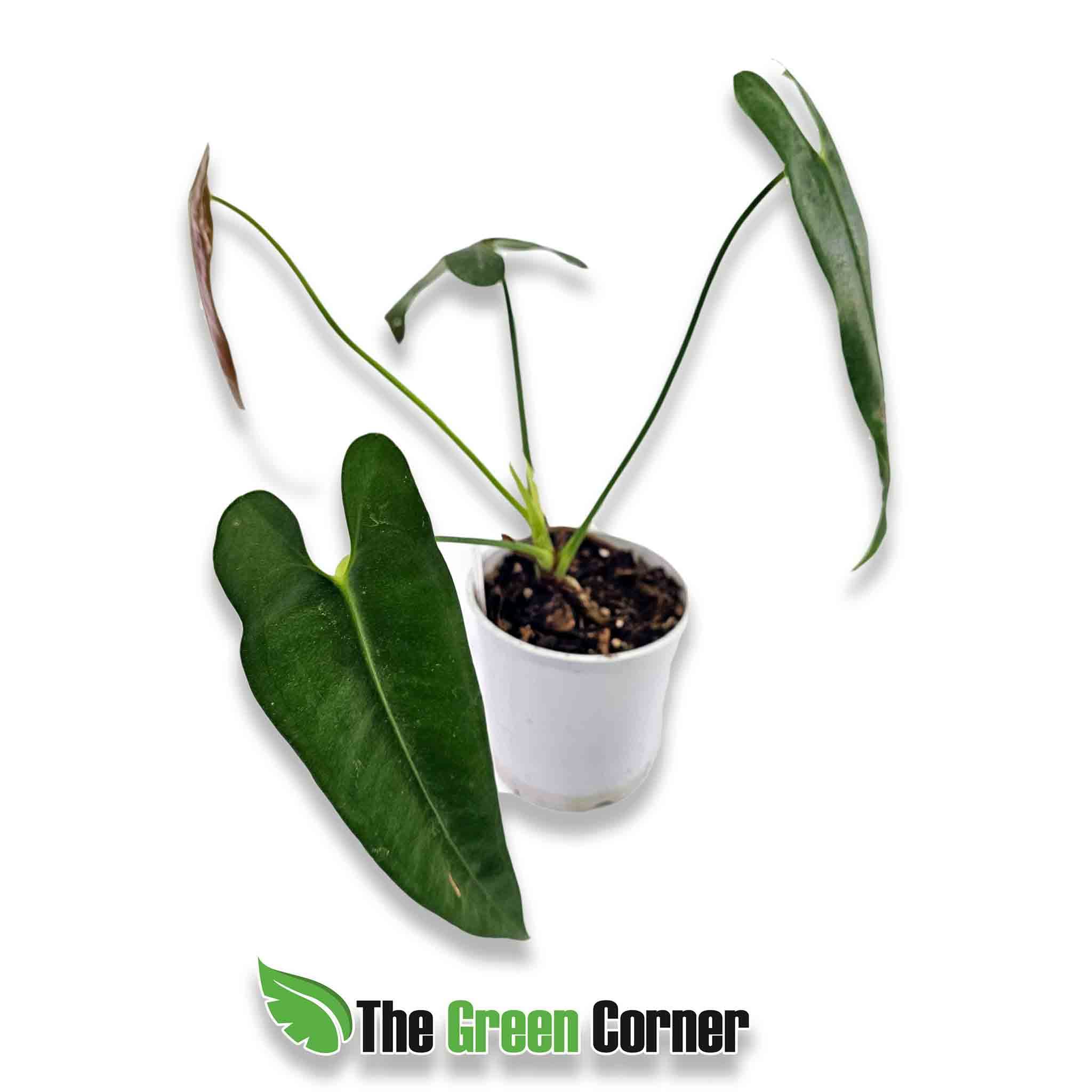 Anthurium-longisimibolum