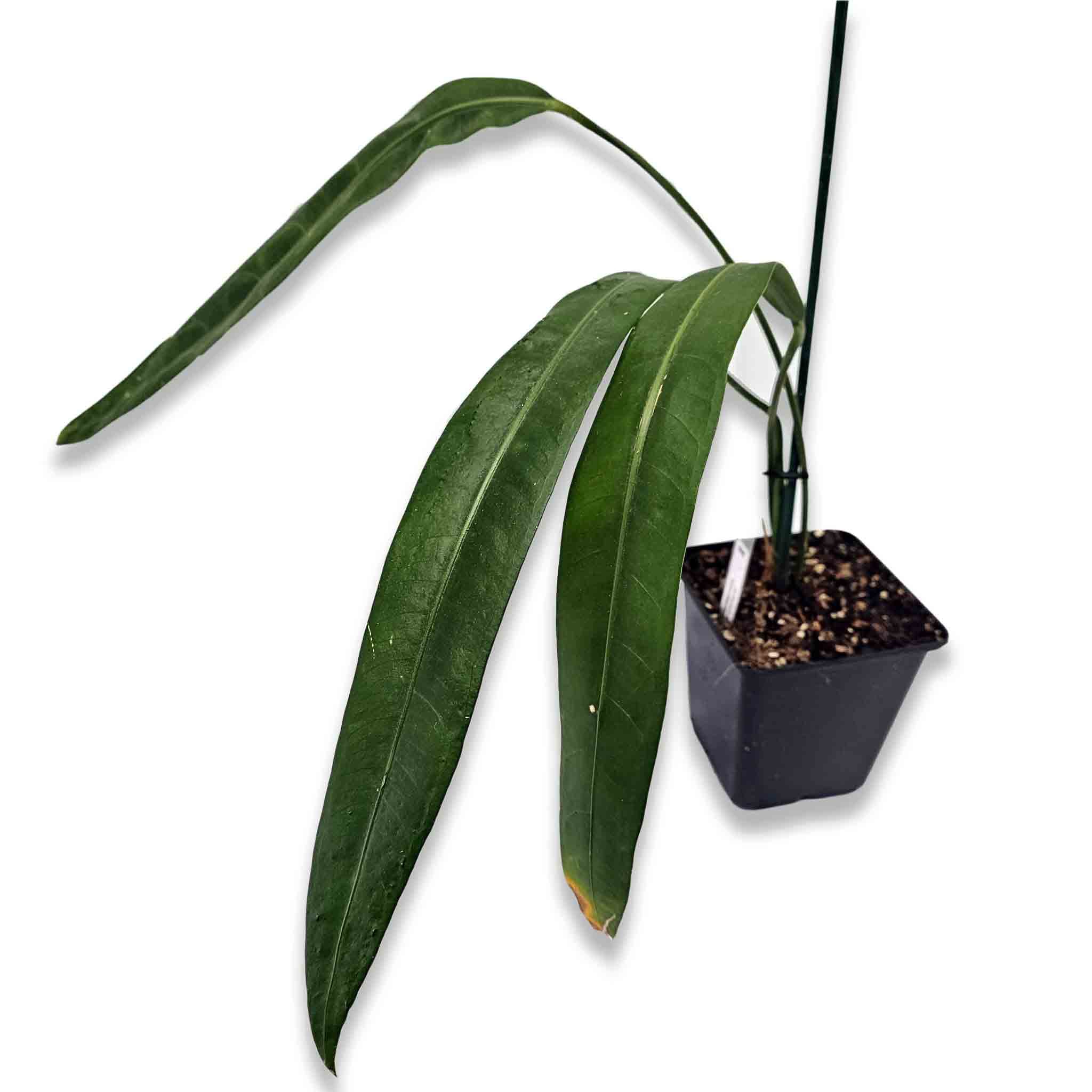 Anthurium-sp-moroona