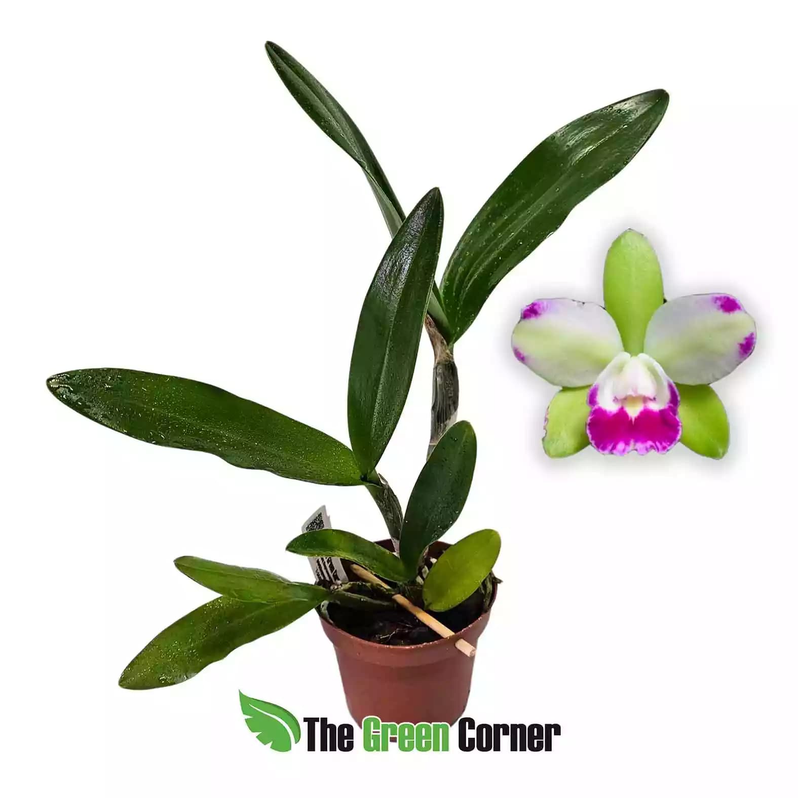 BLC-Yen-corona-green-genius