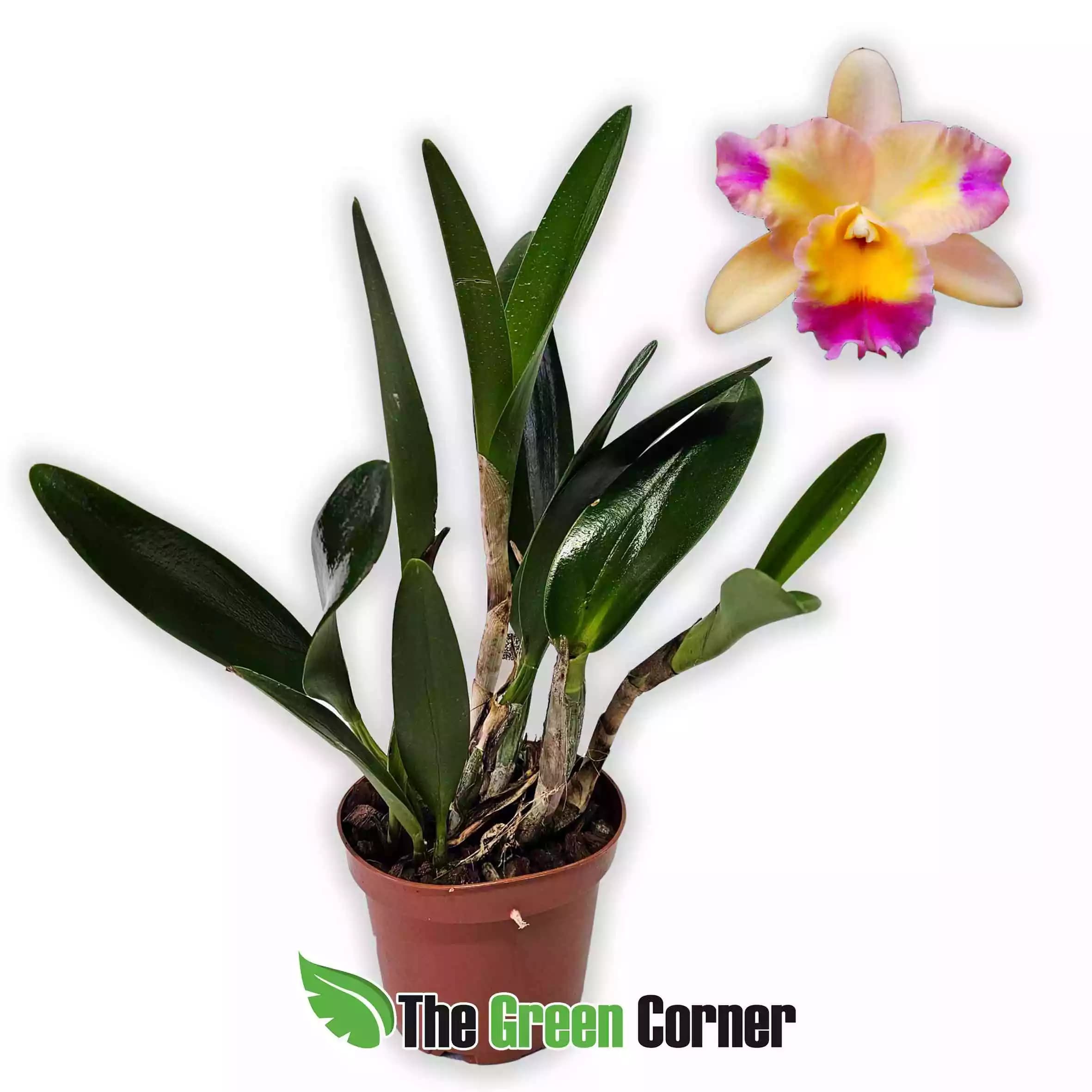 BLC-momilani-rainbow