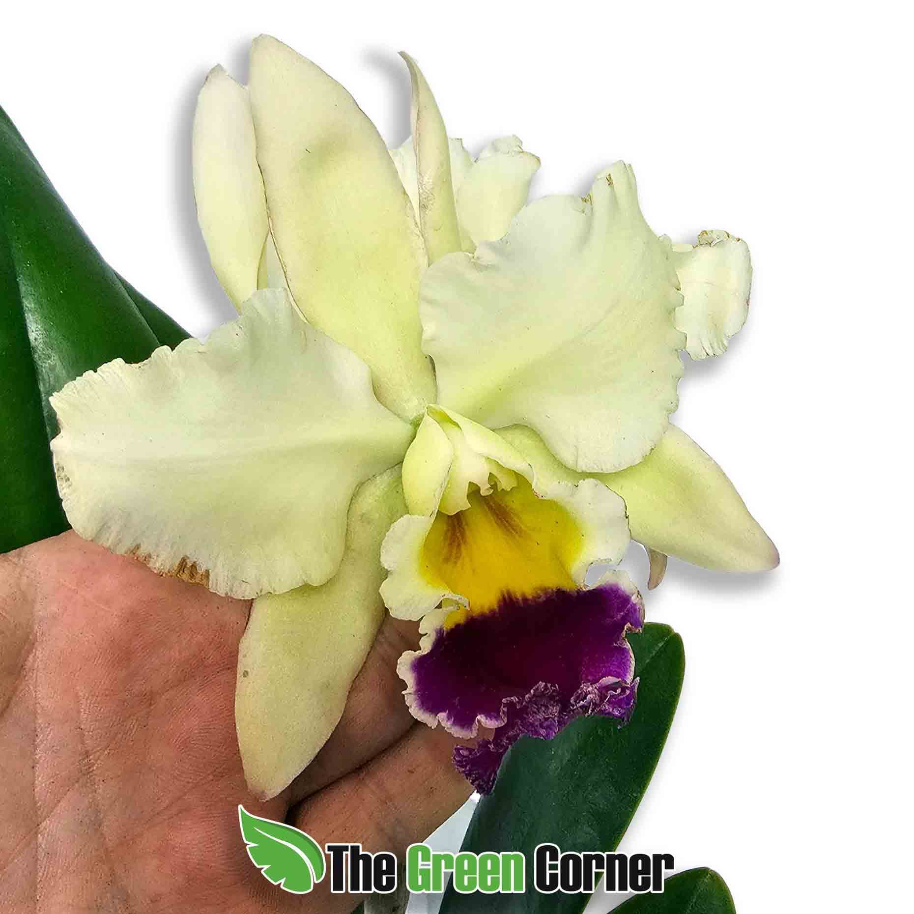 Blc. Pratum Green 2