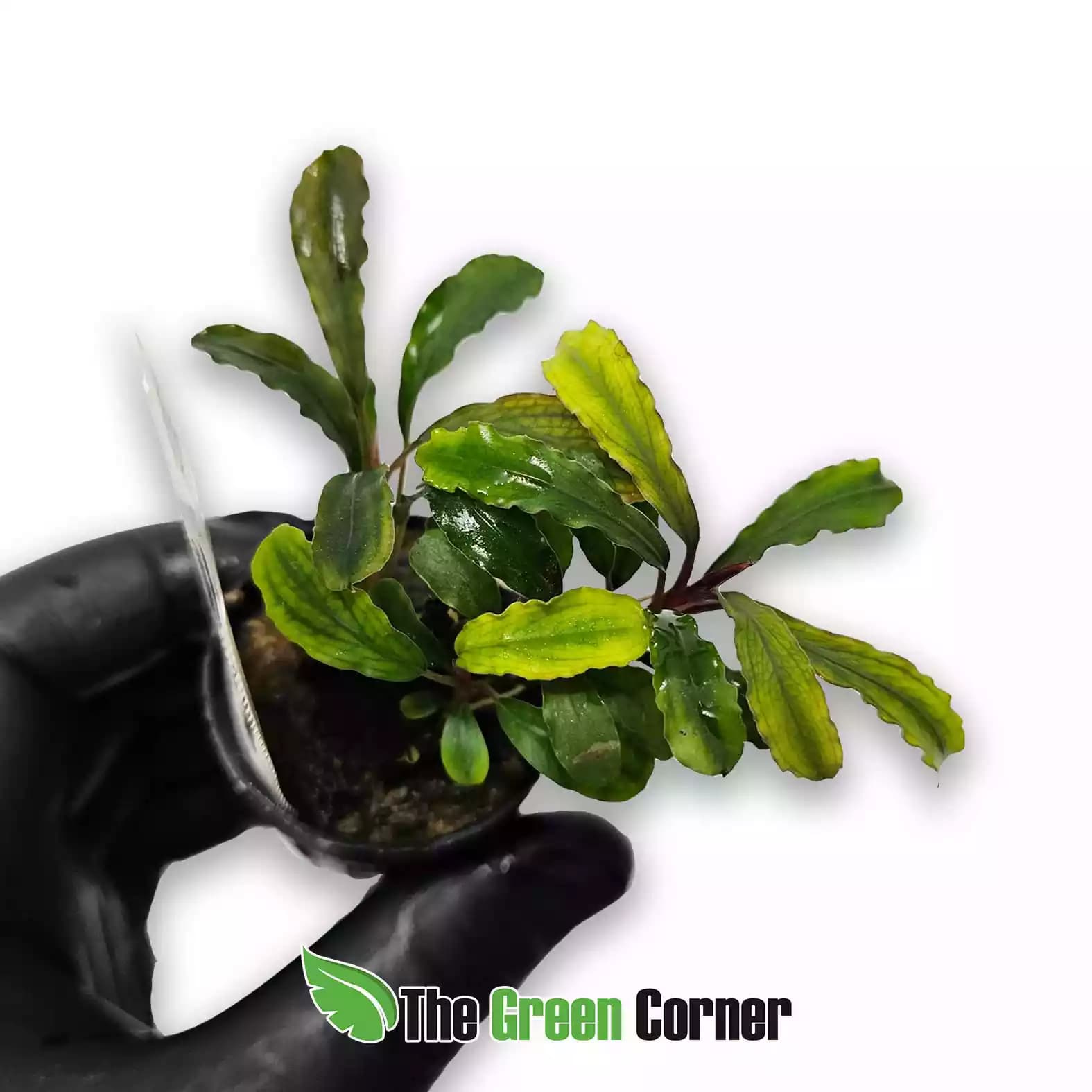 Bucephalandra-sp