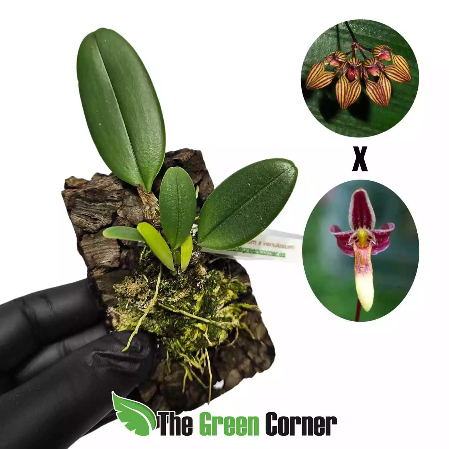 Bulbophyllum-violaceum-x-venulosum