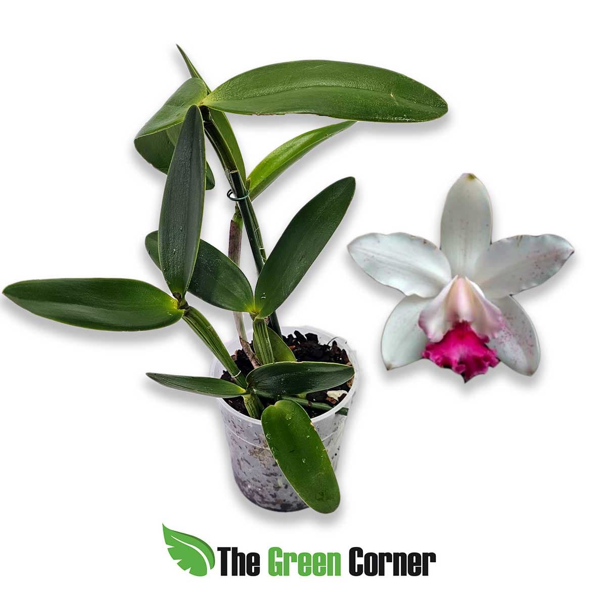 Cattleya-flamea-sanguinea-x-cattleya-vinicolor-prima-donna