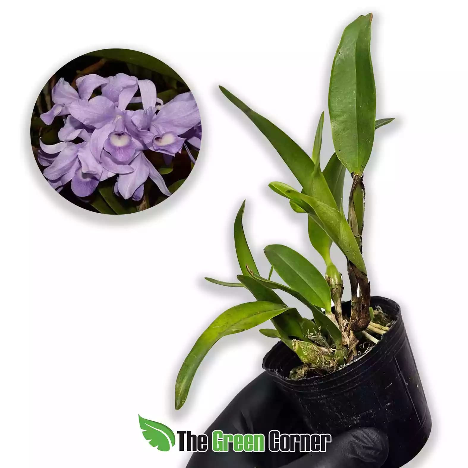 Cattleya-skinneri-var.-coerulea