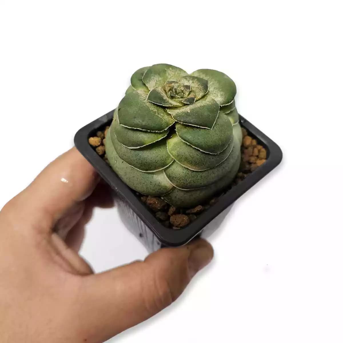 Crassula-hemisphaelica