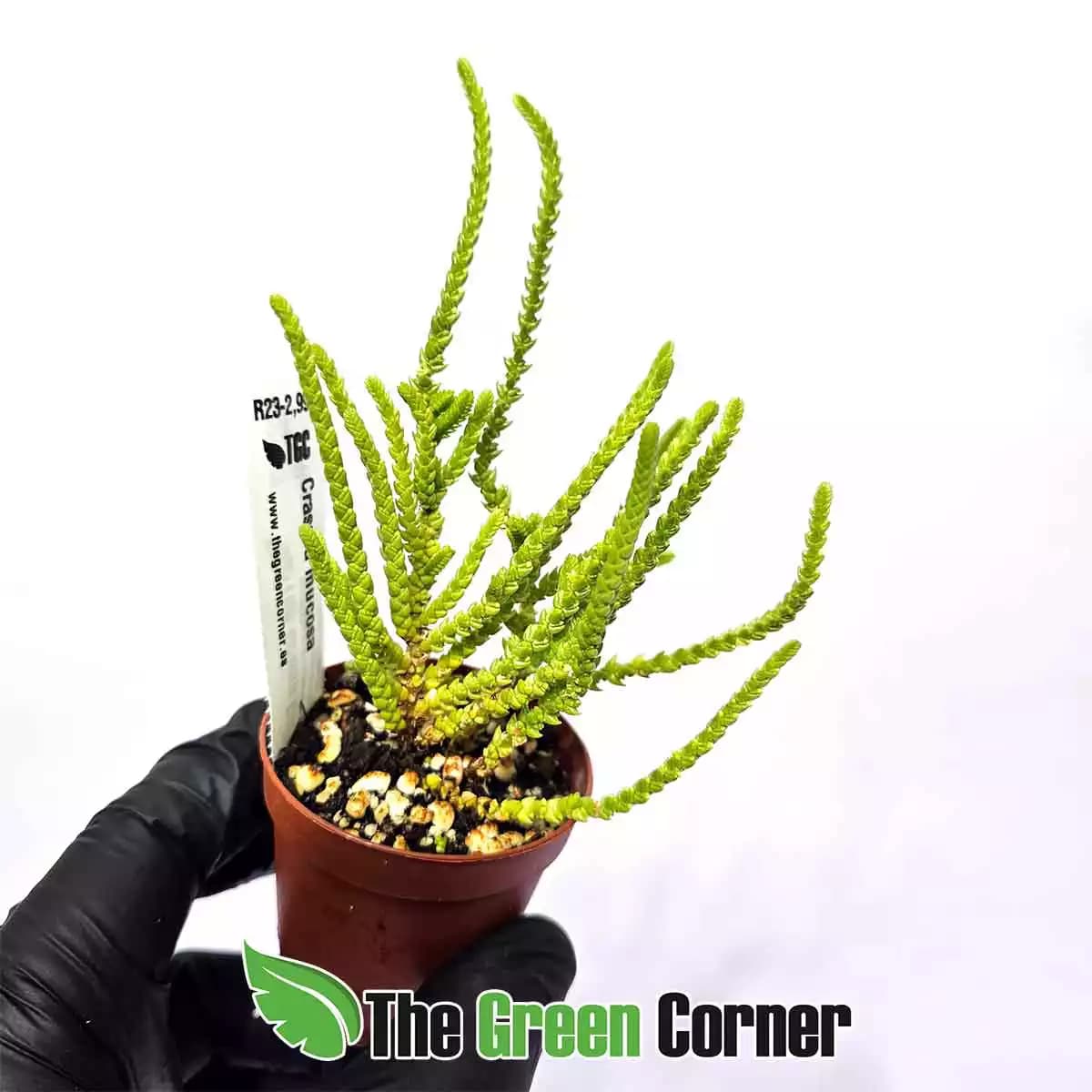 Crassula-mucosa