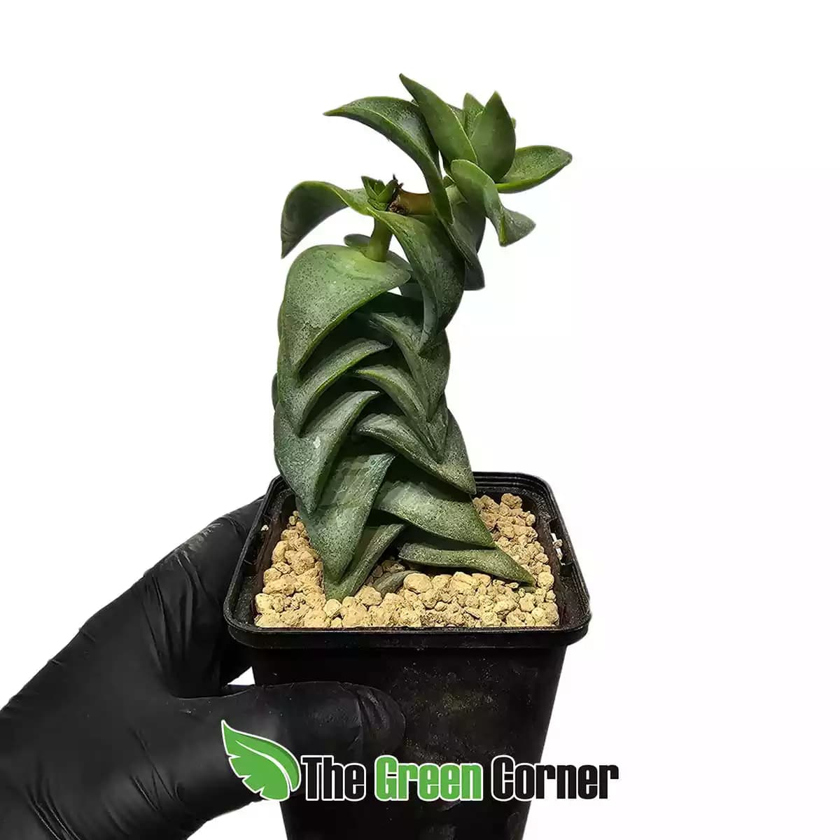 Crassula-perforata-grande