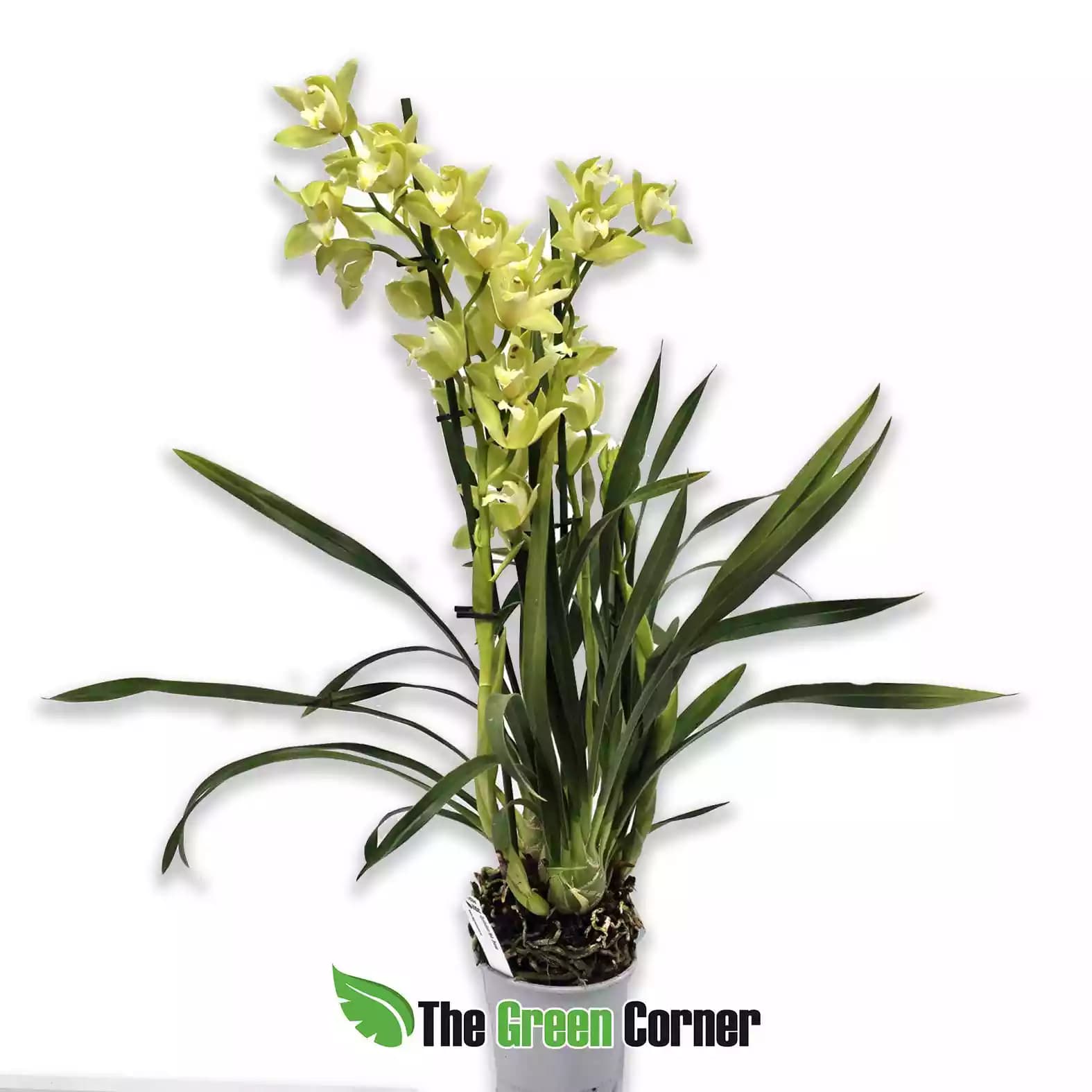 Cymbidium-blanco3-varas