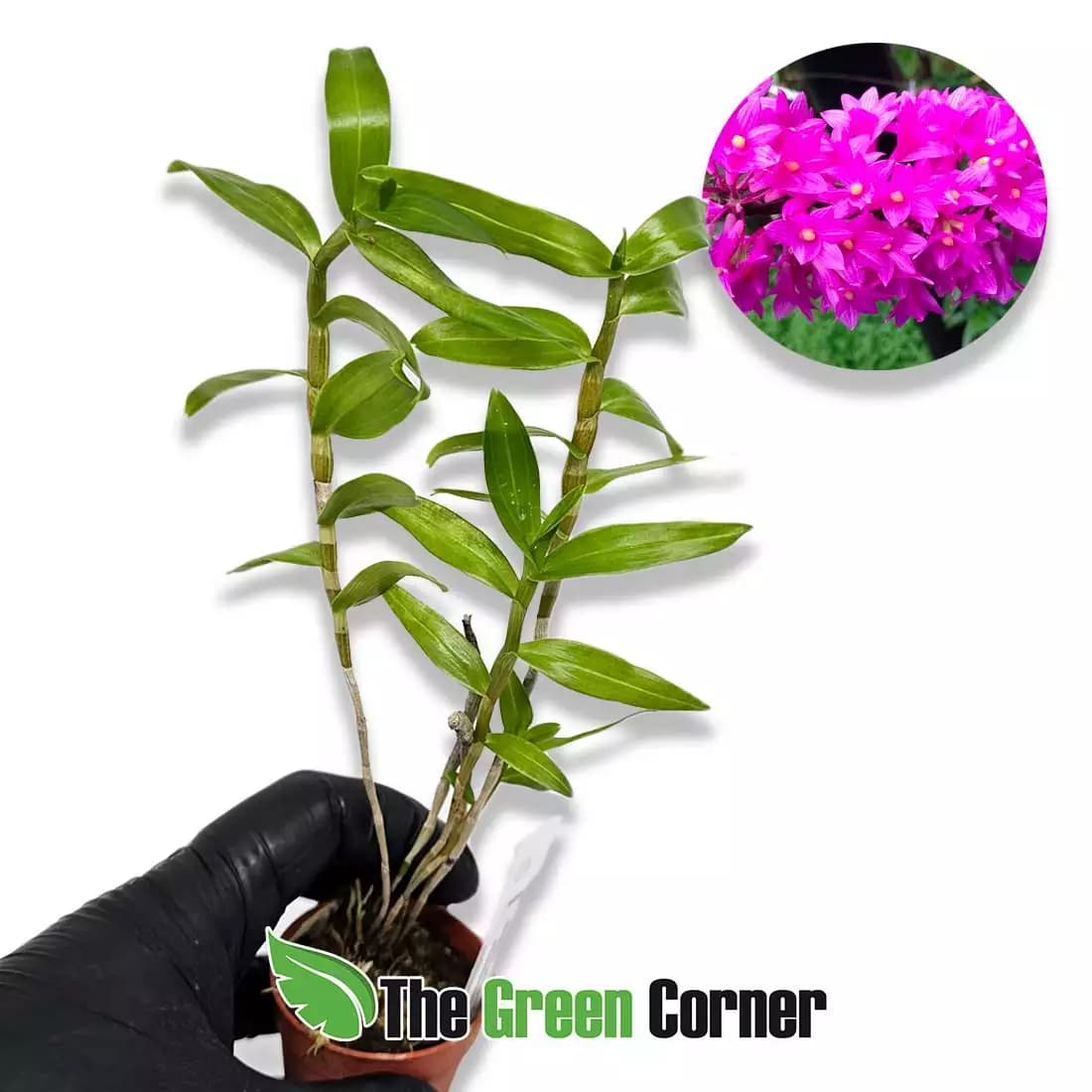Dendrobium-goldchi
