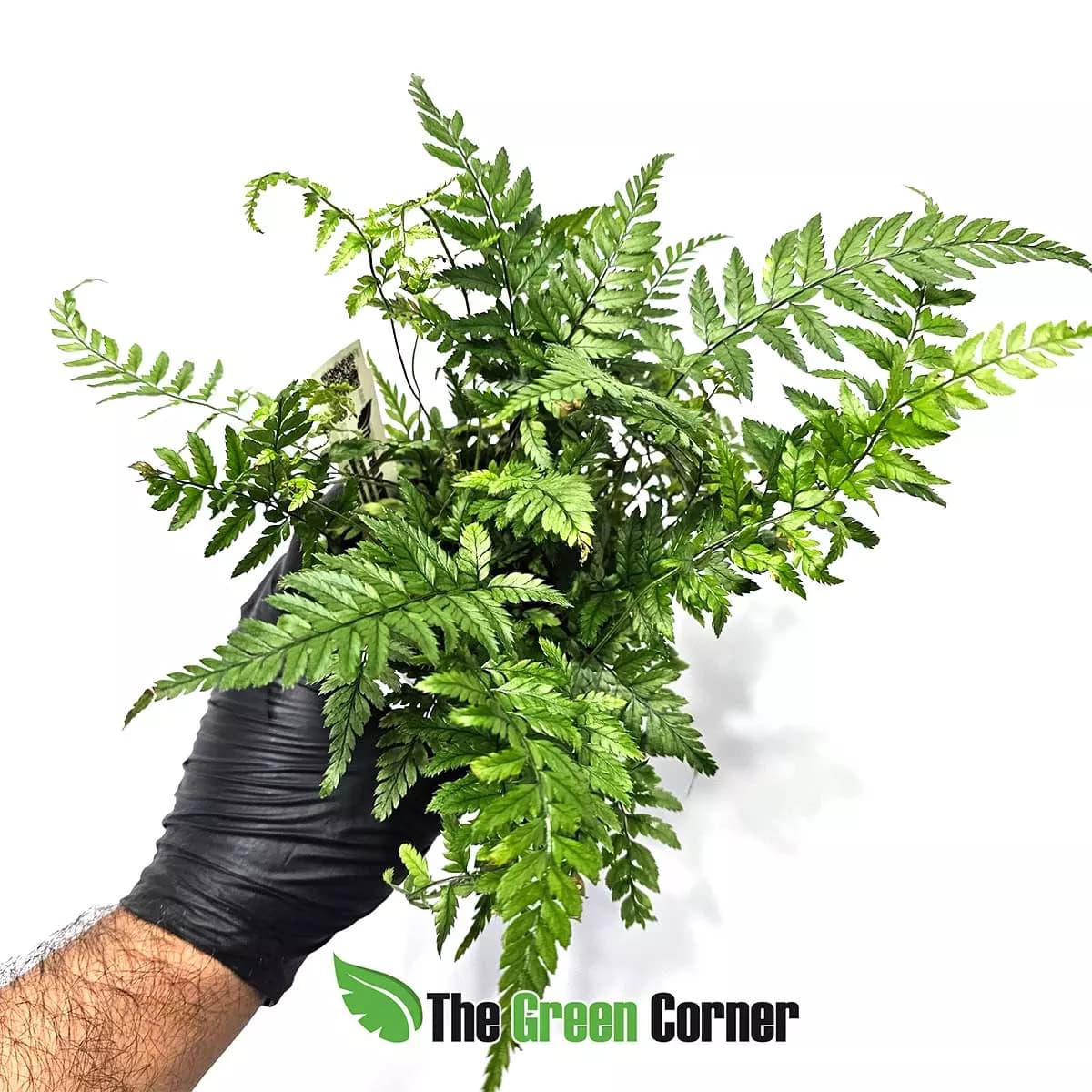 Helecho--athyrium