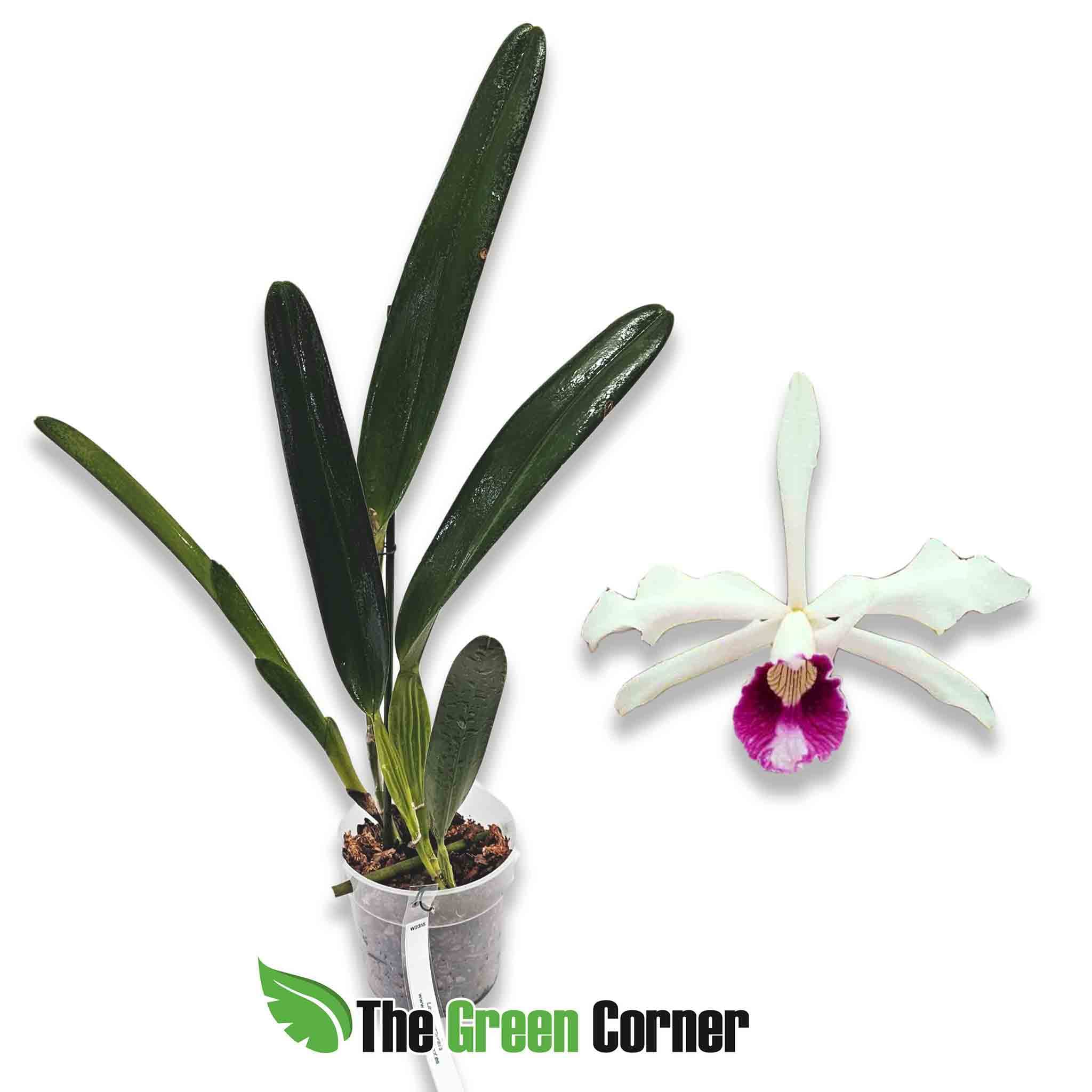 Laelia-purpurata