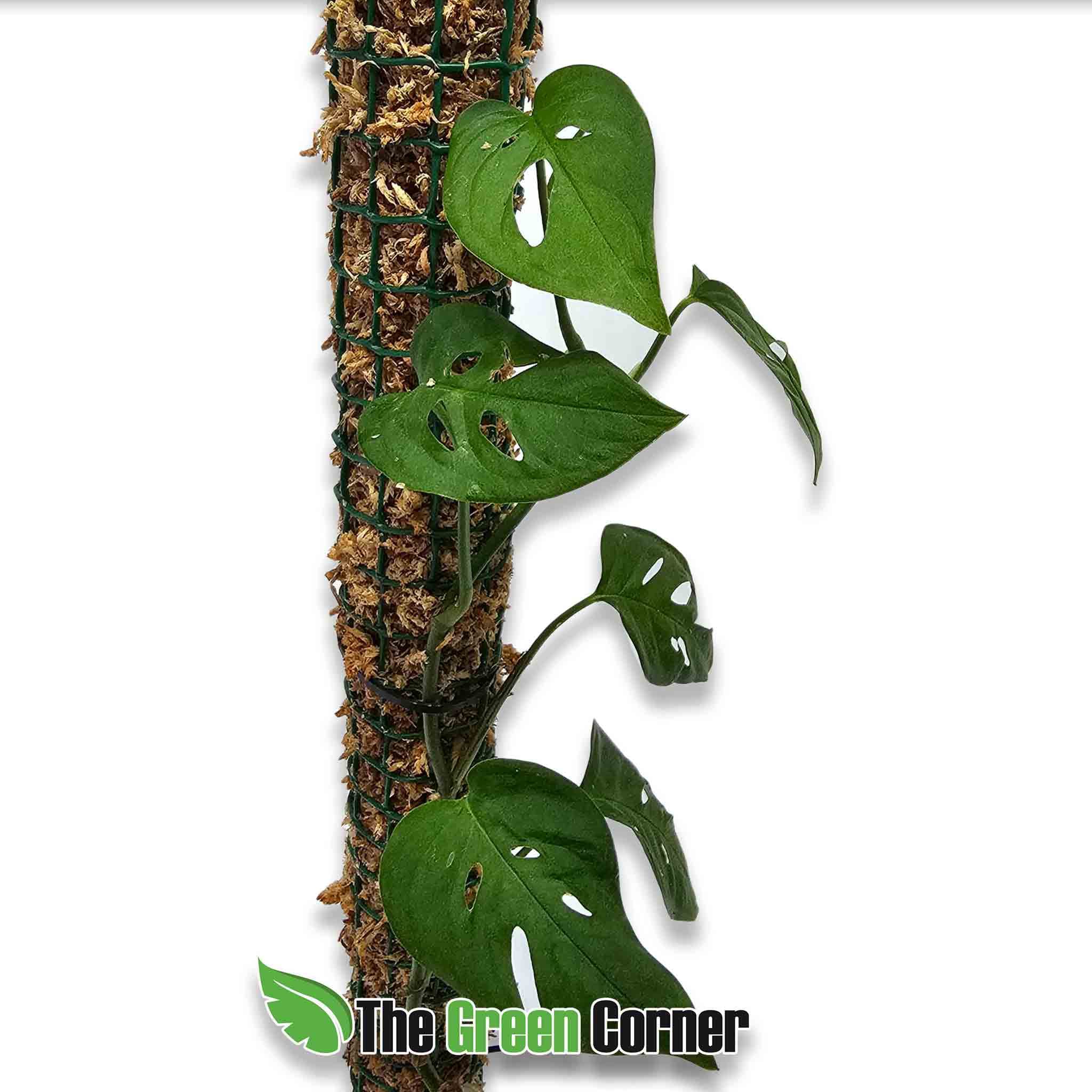 Monstera-indanza