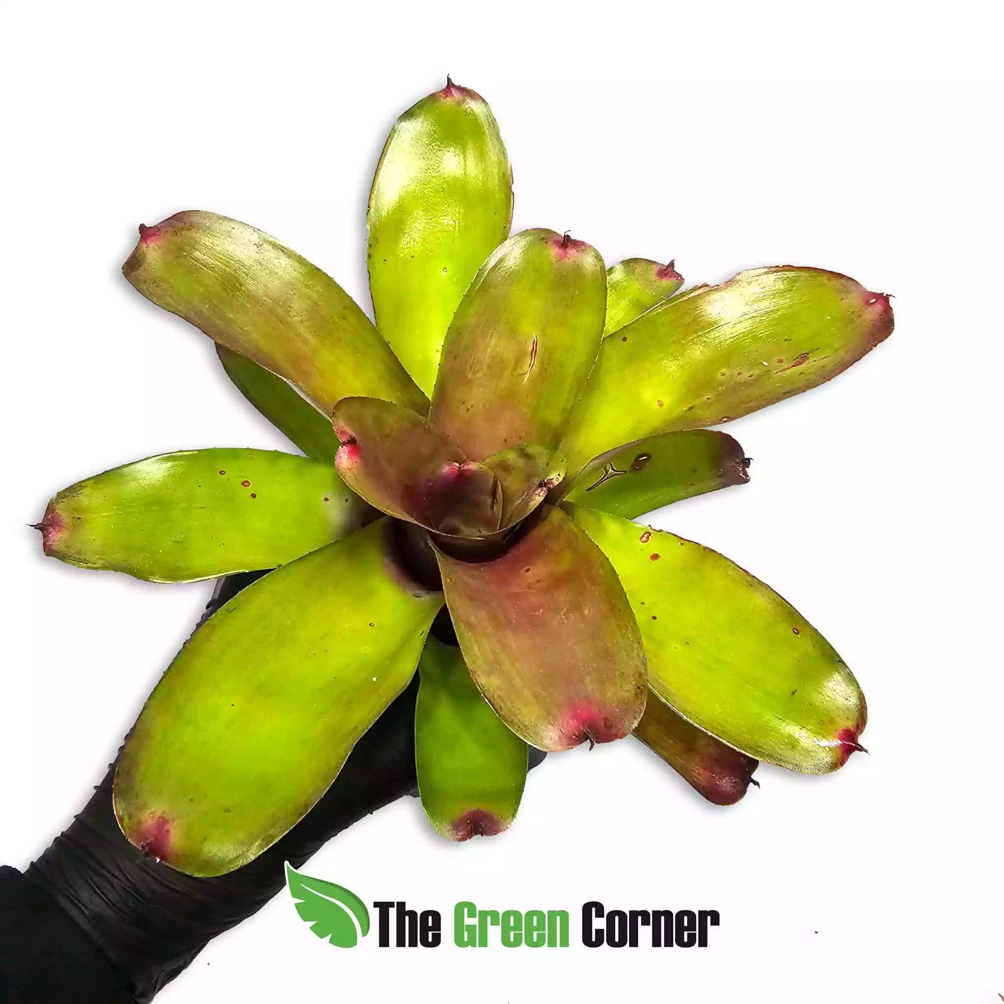 Neoregelia-June-night-arriba