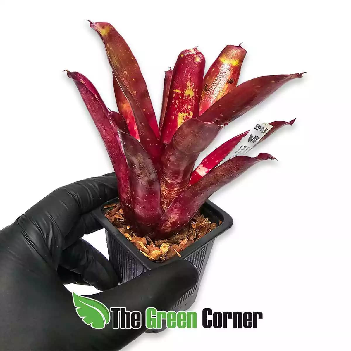 Neoregelia-empress-x-fireball-Lateral