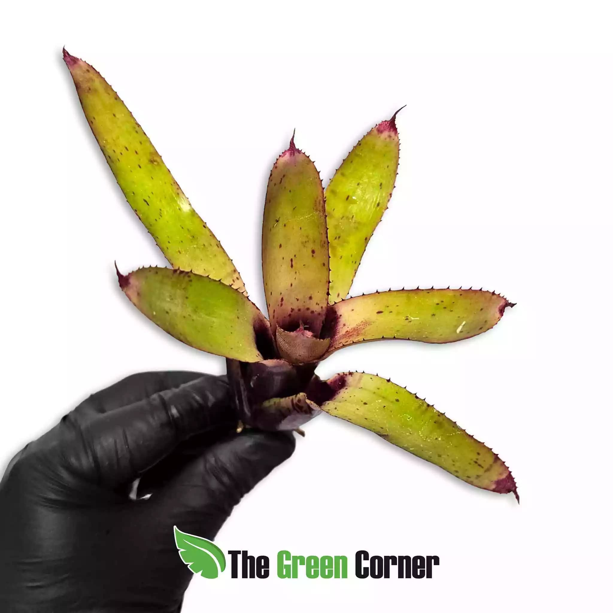 Neoregelia-joao-marcio-x-cyanea-arriba