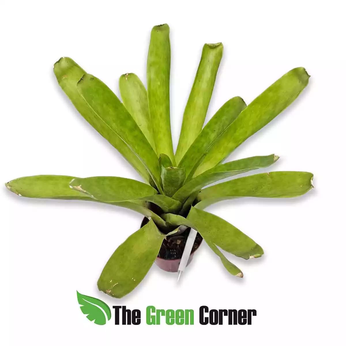 Neoregelia-mc-williamsii-general