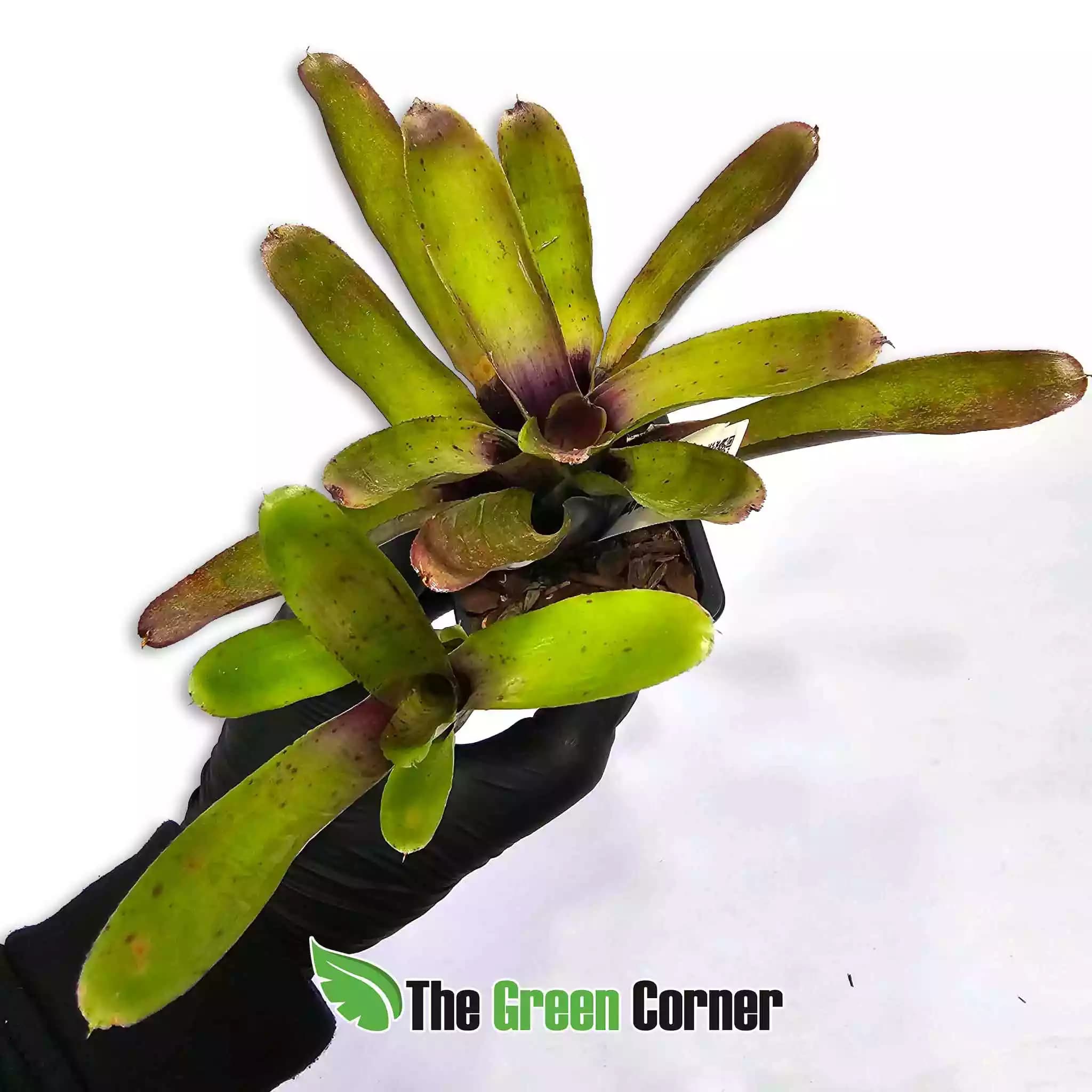 Neoregelia-straight-and-narrow