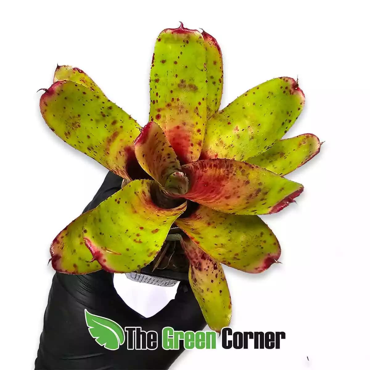 Neoregelia-wee-willy-x-reinas-pride