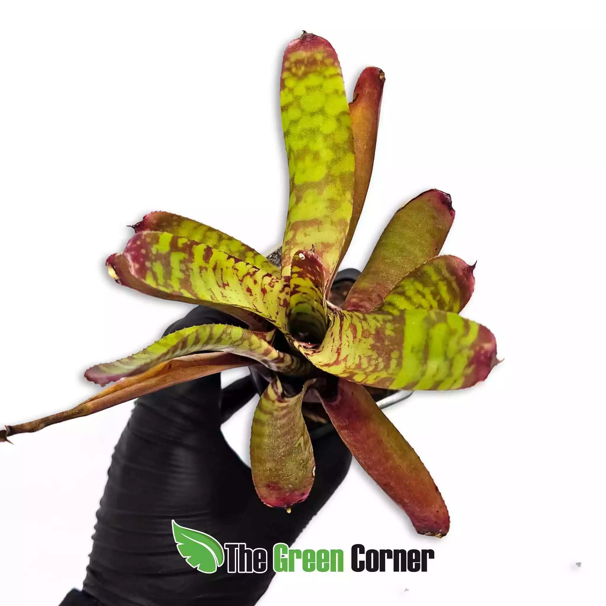 Neoregelia-wild-tiger-x-zonata
