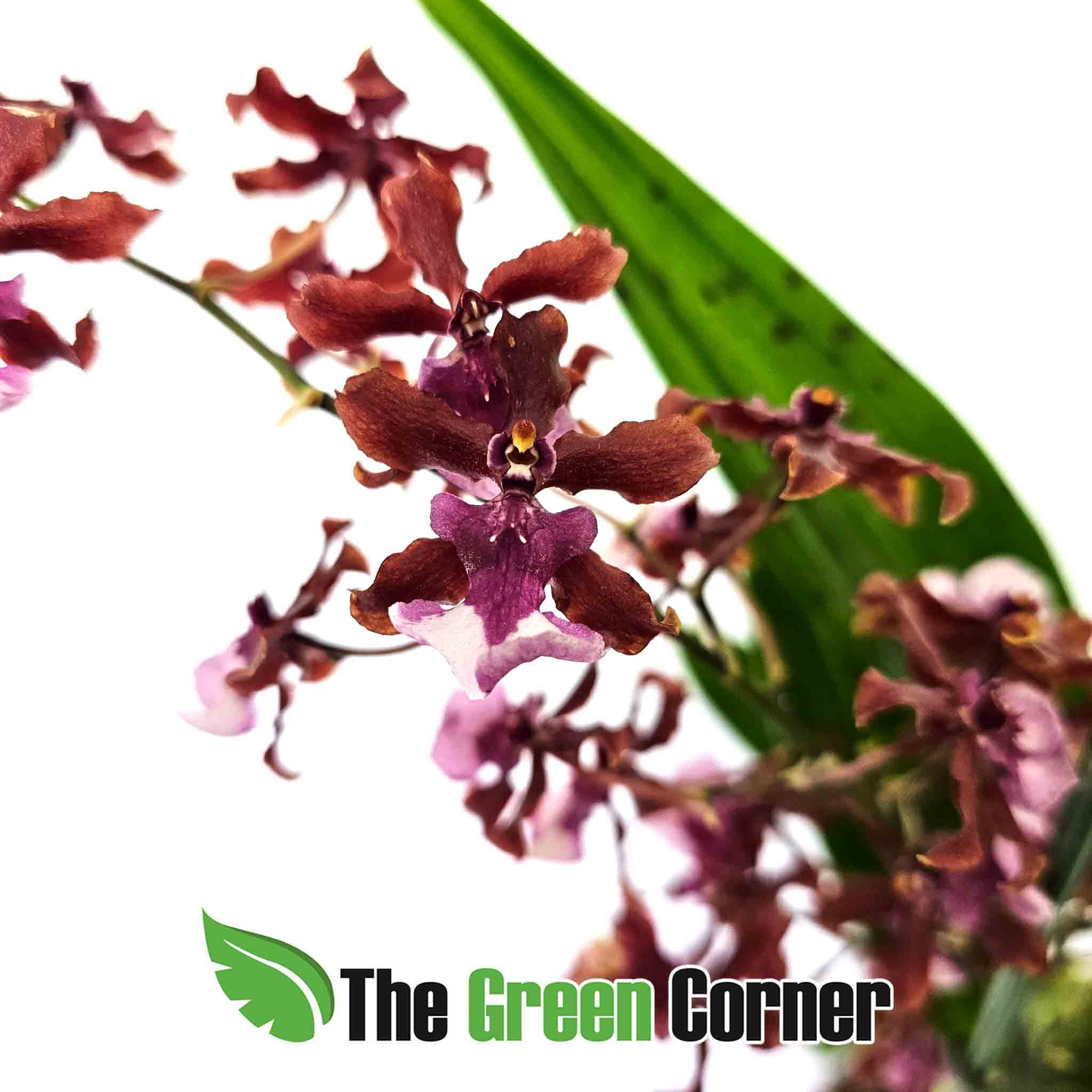 Oncidium-sherry-babe