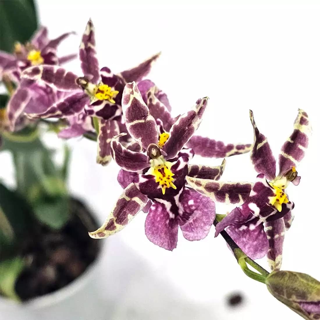 Oncidium-titanum-trasure-rosa