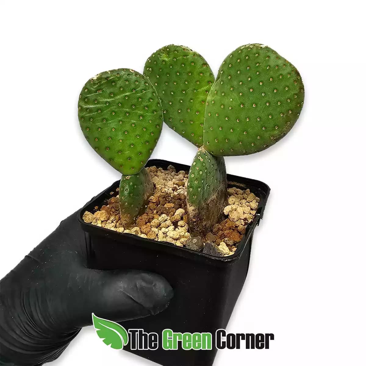 Opuntia-microdastys-lateral