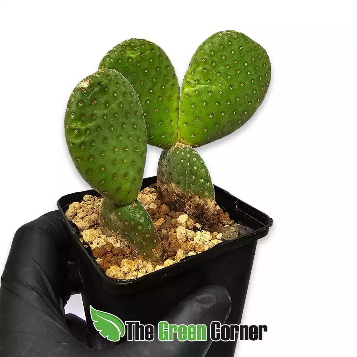 Opuntia-microdasys