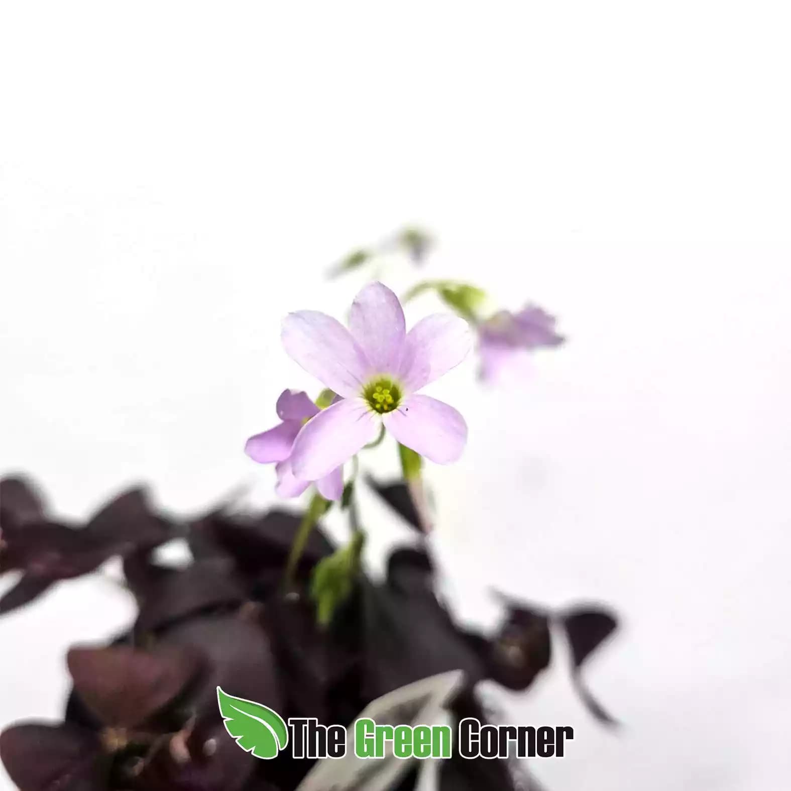 Oxalis-flor