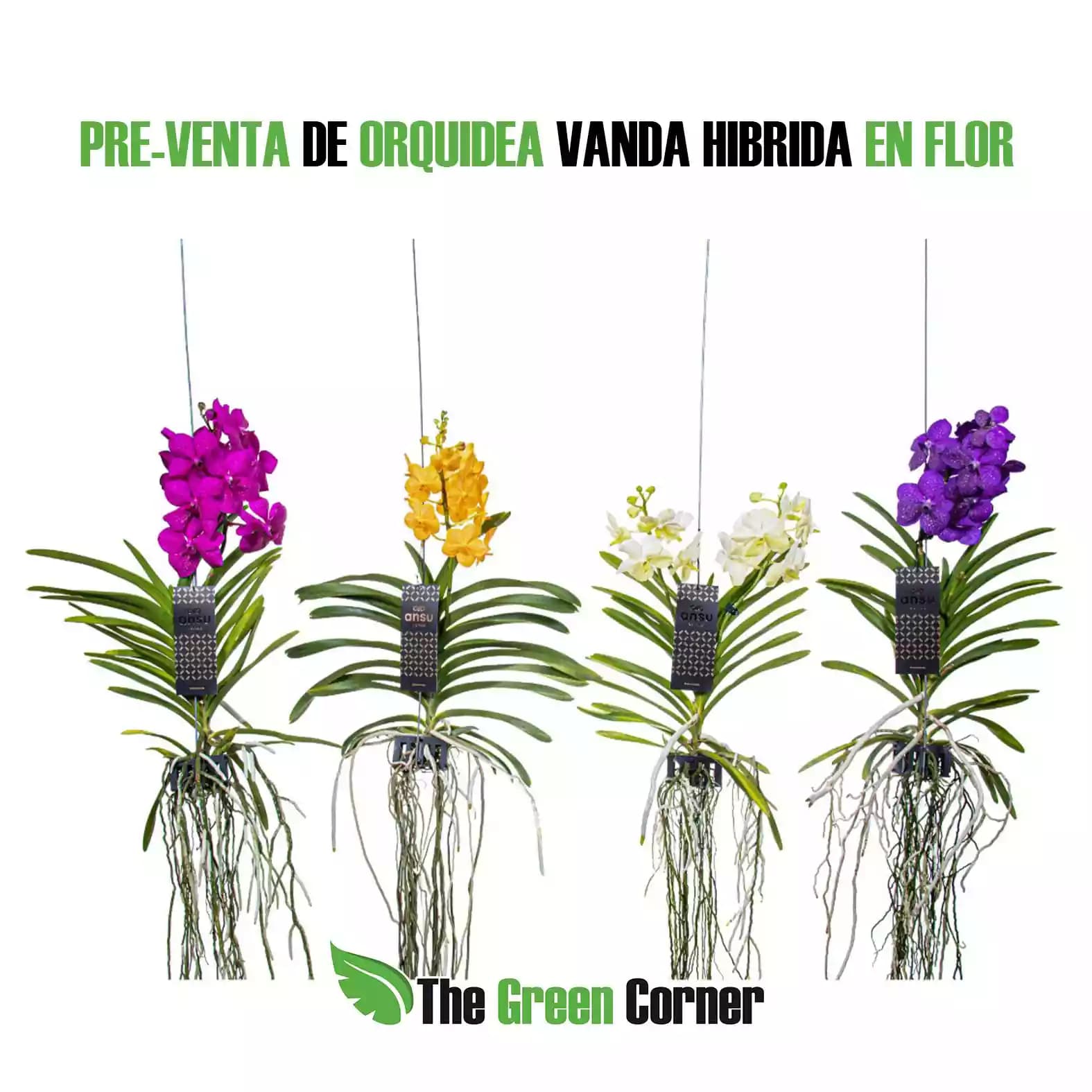 Vanda híbrida Azul XXL 2