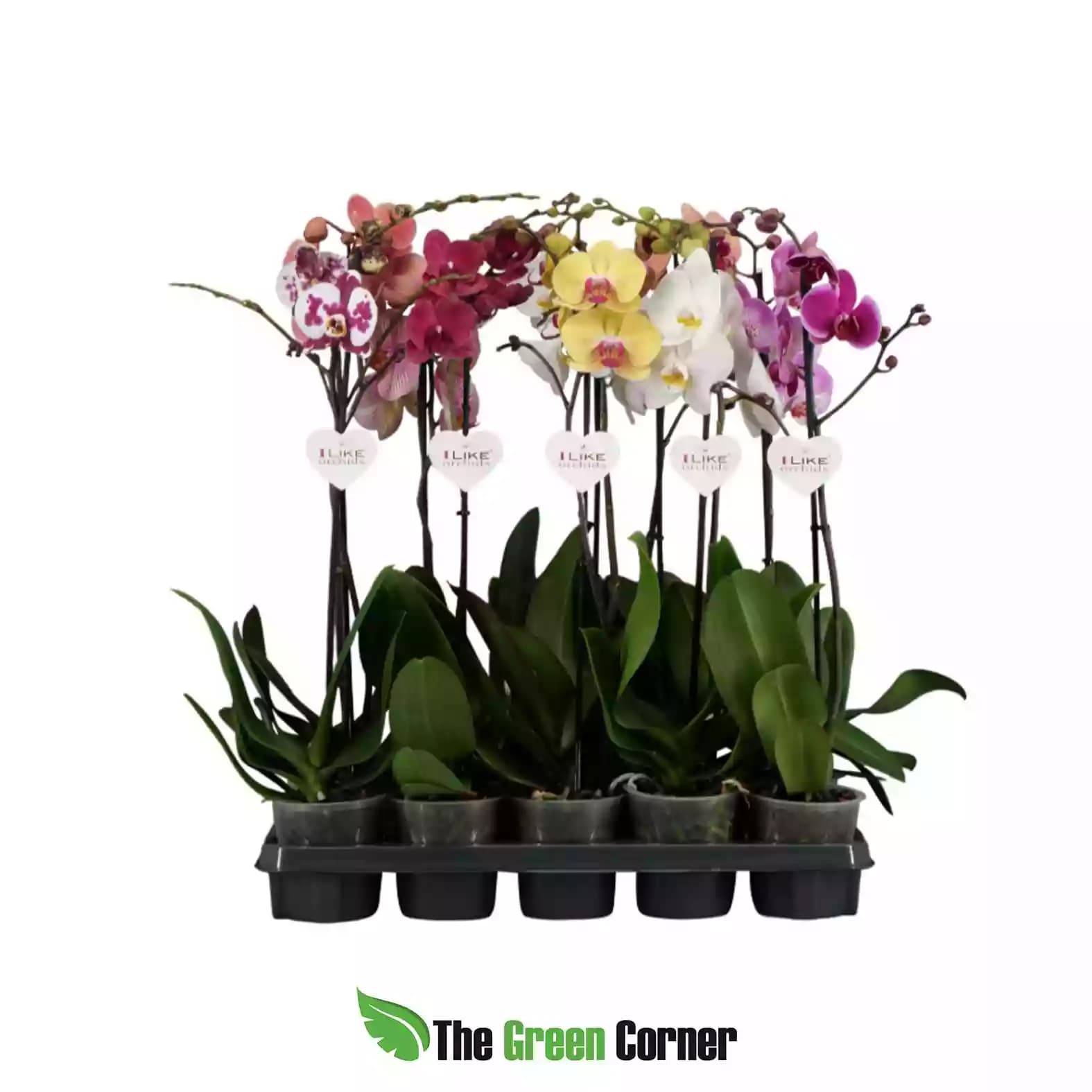 Phalaenopsis-hibrida-mix