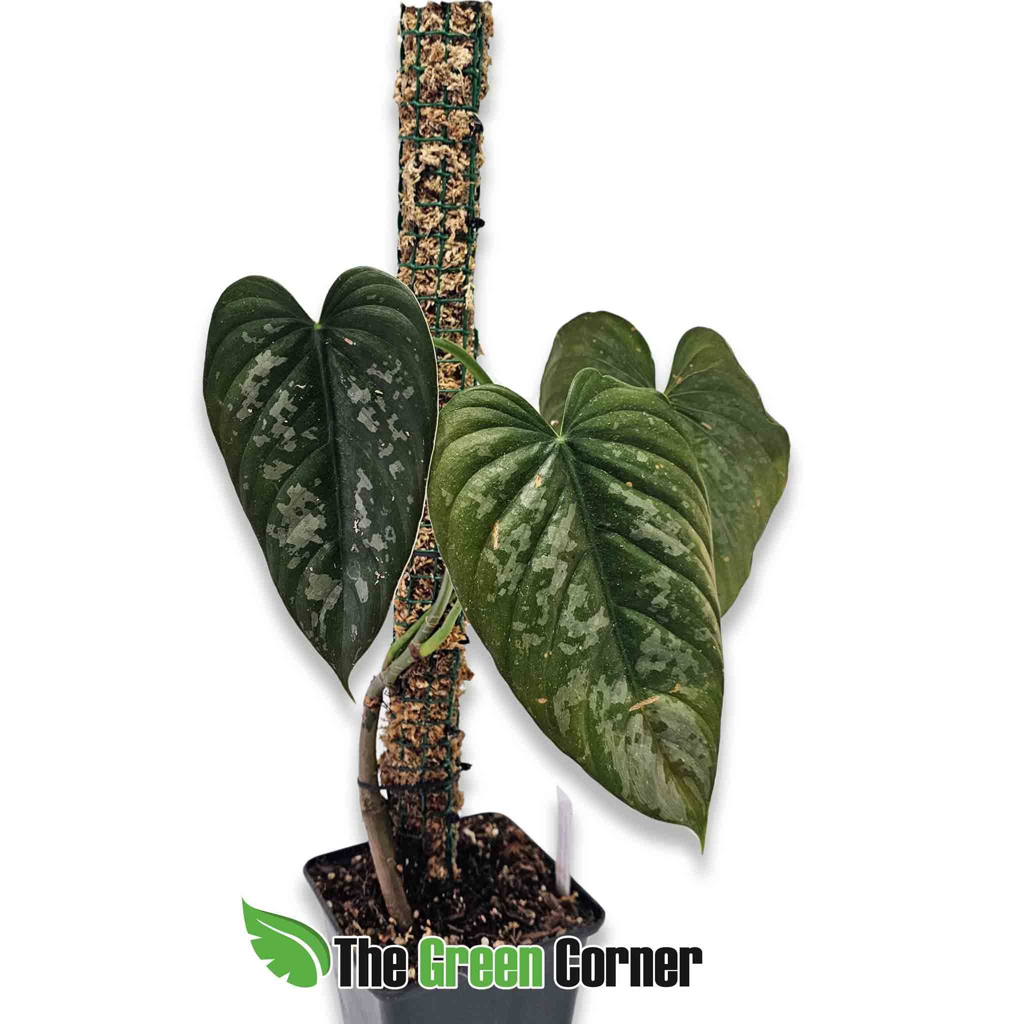 Philodendron-branthianum-xl