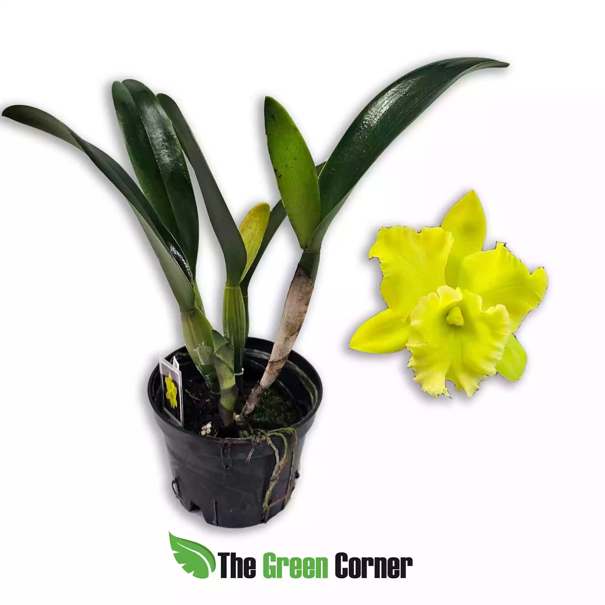 RLC-Lustrous-Jade