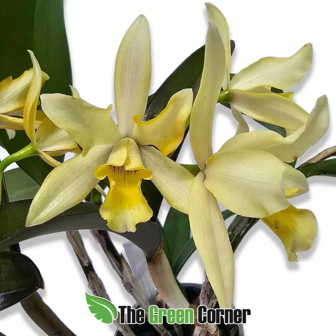 RTC-Yellow-bouquet