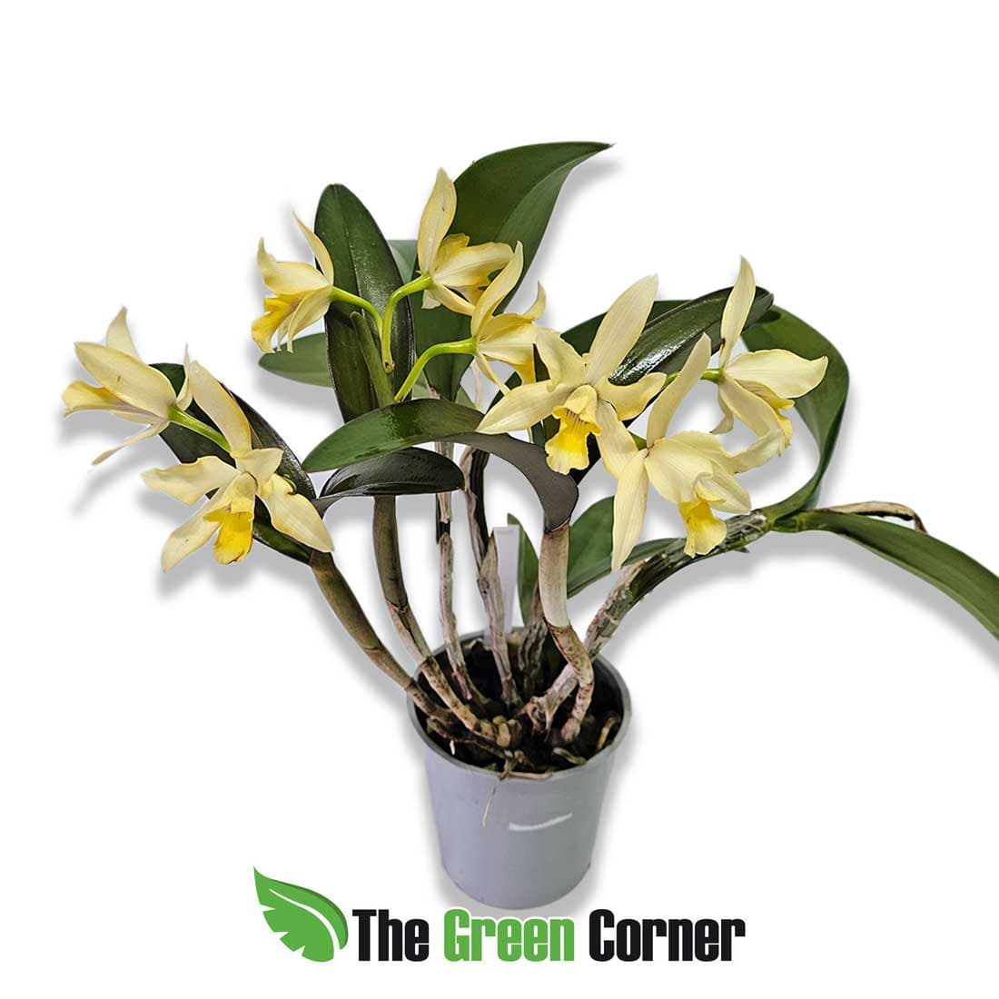 RTH-yellow-bouquet