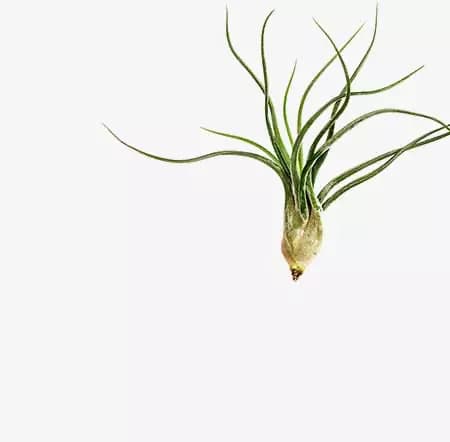 Tillandsias